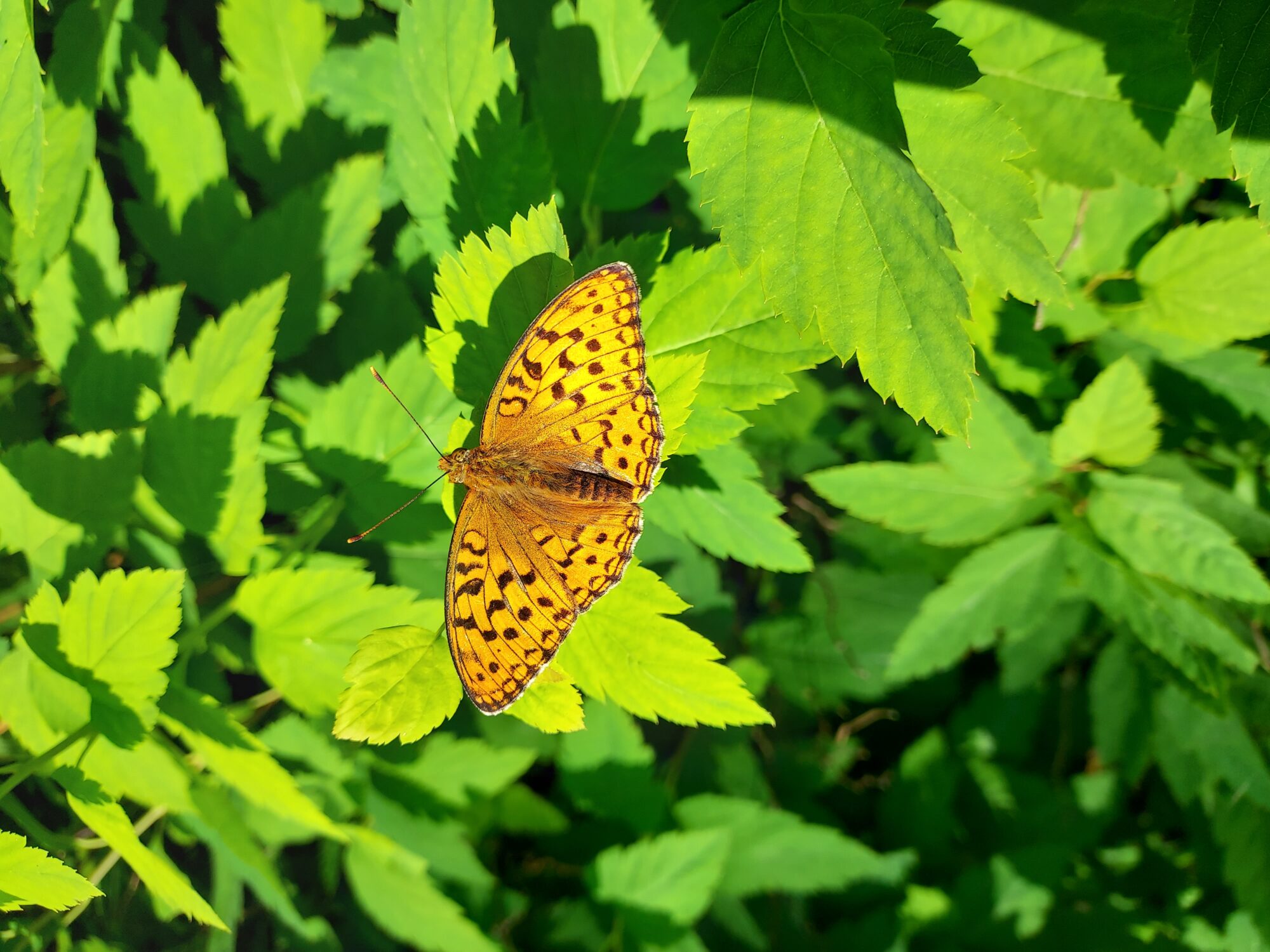 Valokuvaaja: Eija Johanna Saastamoinen