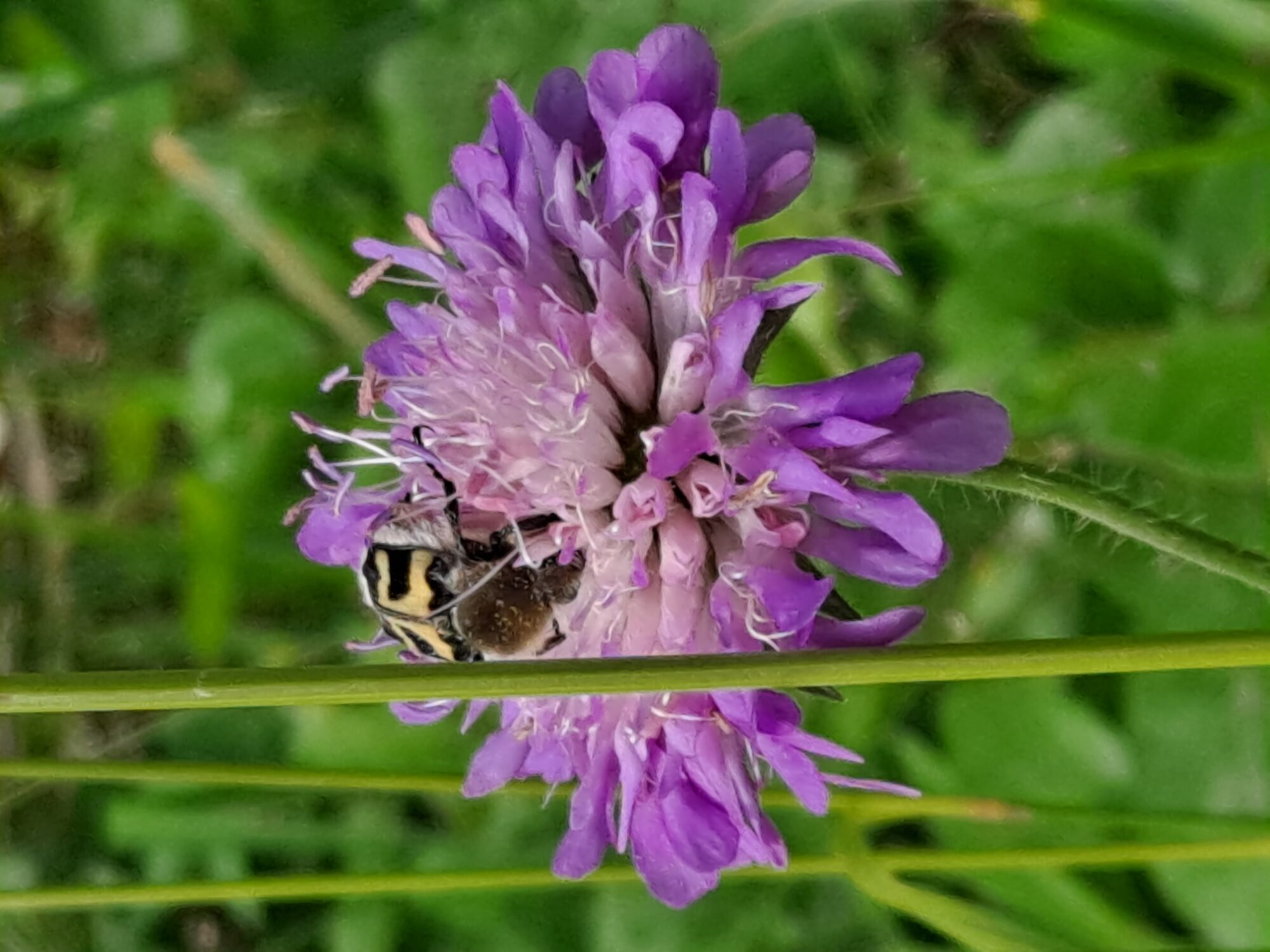 Valokuvaaja: Satu Suuntala