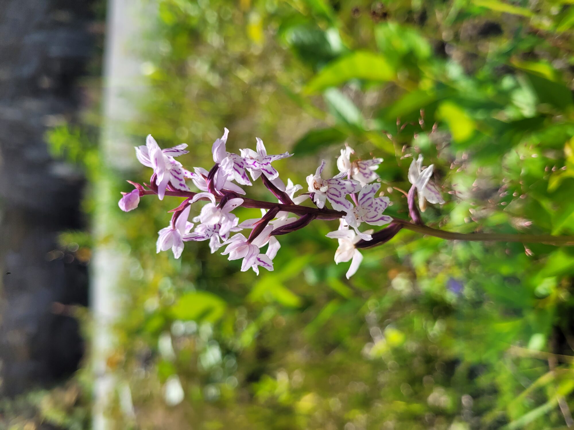 Valokuvaaja: Satu Ritolehto