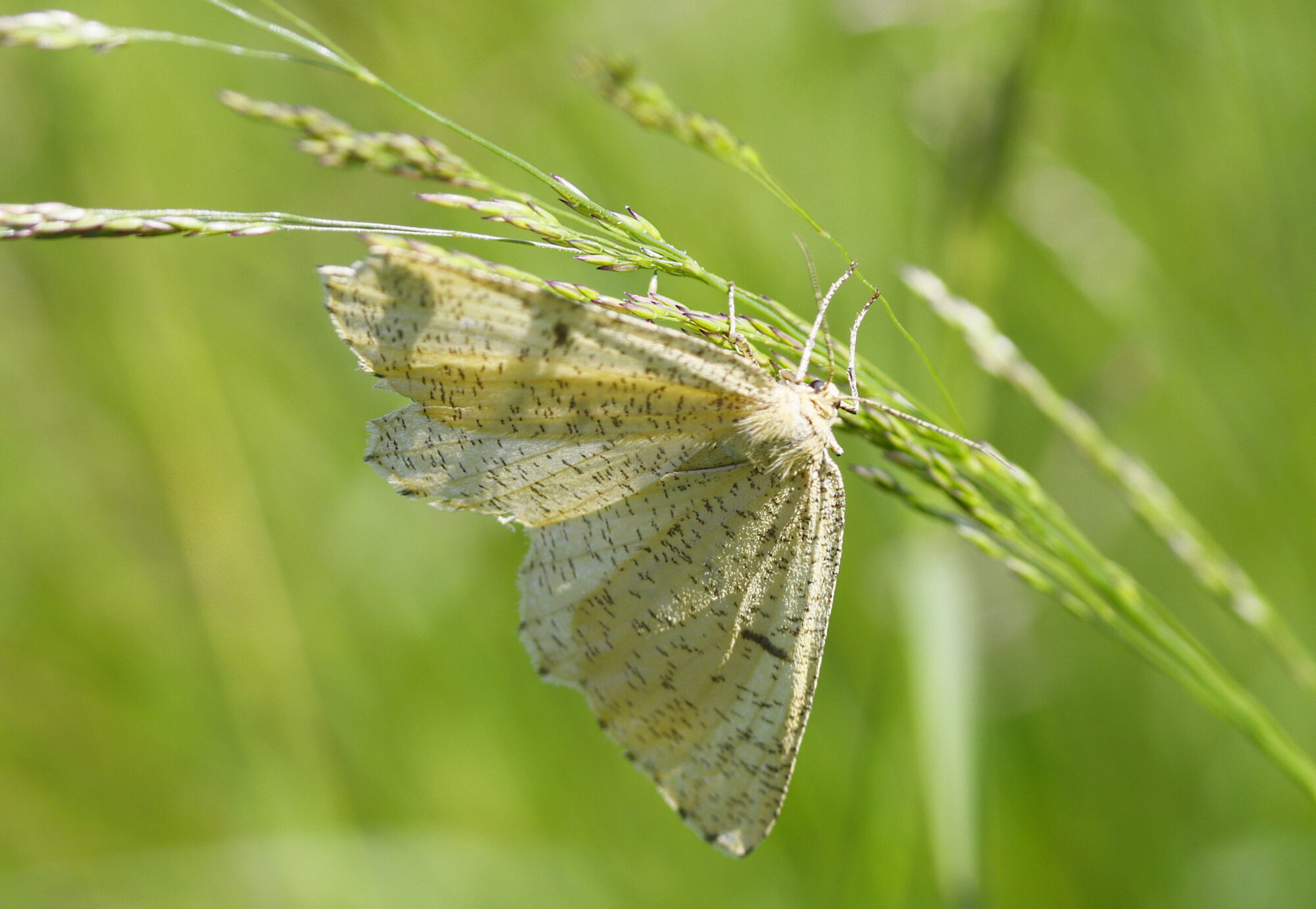 Valokuvaaja: Ritva Nieminen Valokuvaaja: Ritva Nieminen