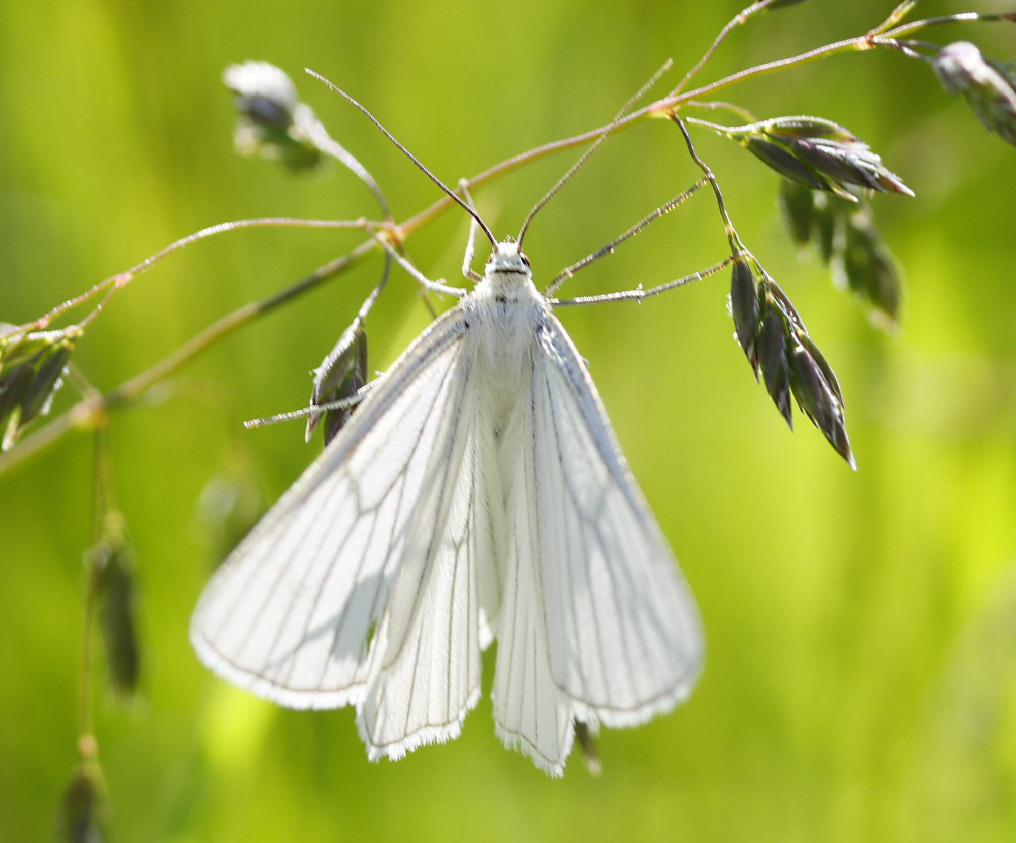 Valokuvaaja: Ritva Nieminen