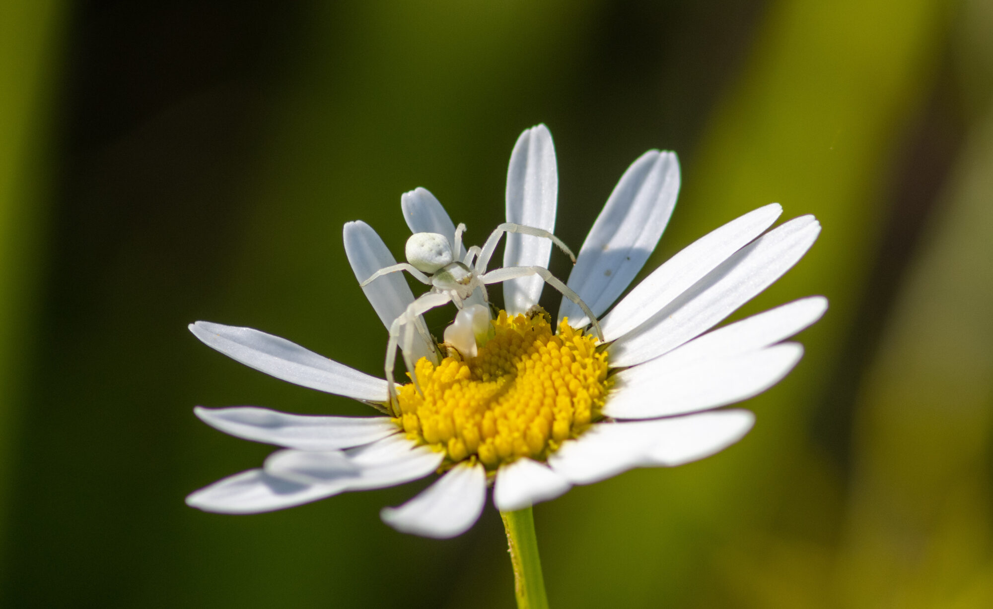 Valokuvaaja: Sanna Honkala
