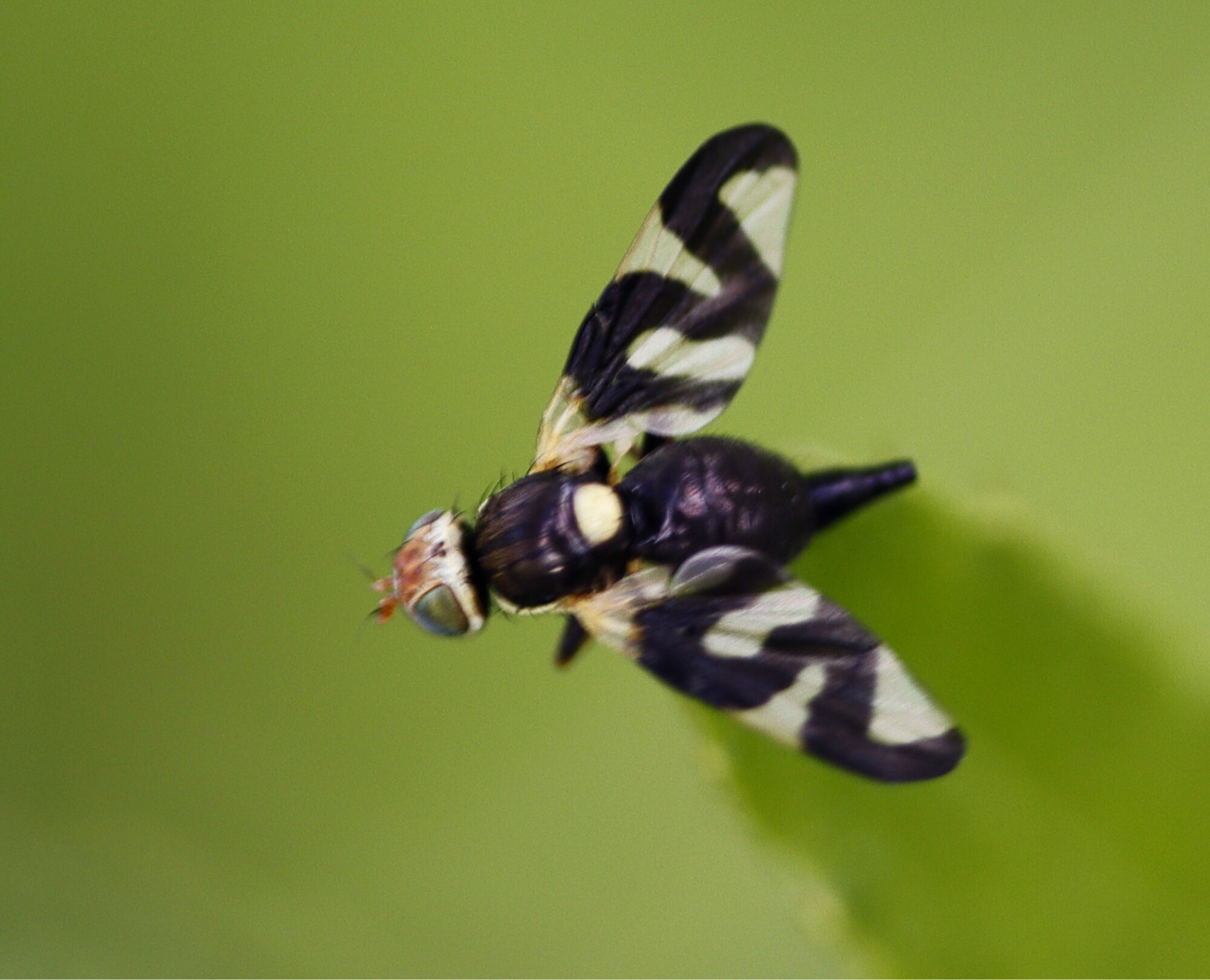 Valokuvaaja: Ritva Nieminen Valokuvaaja: Ritva Nieminen