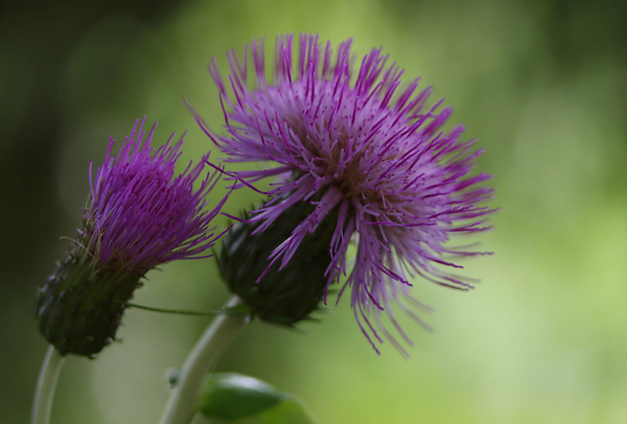 Valokuvaaja: Ritva Nieminen