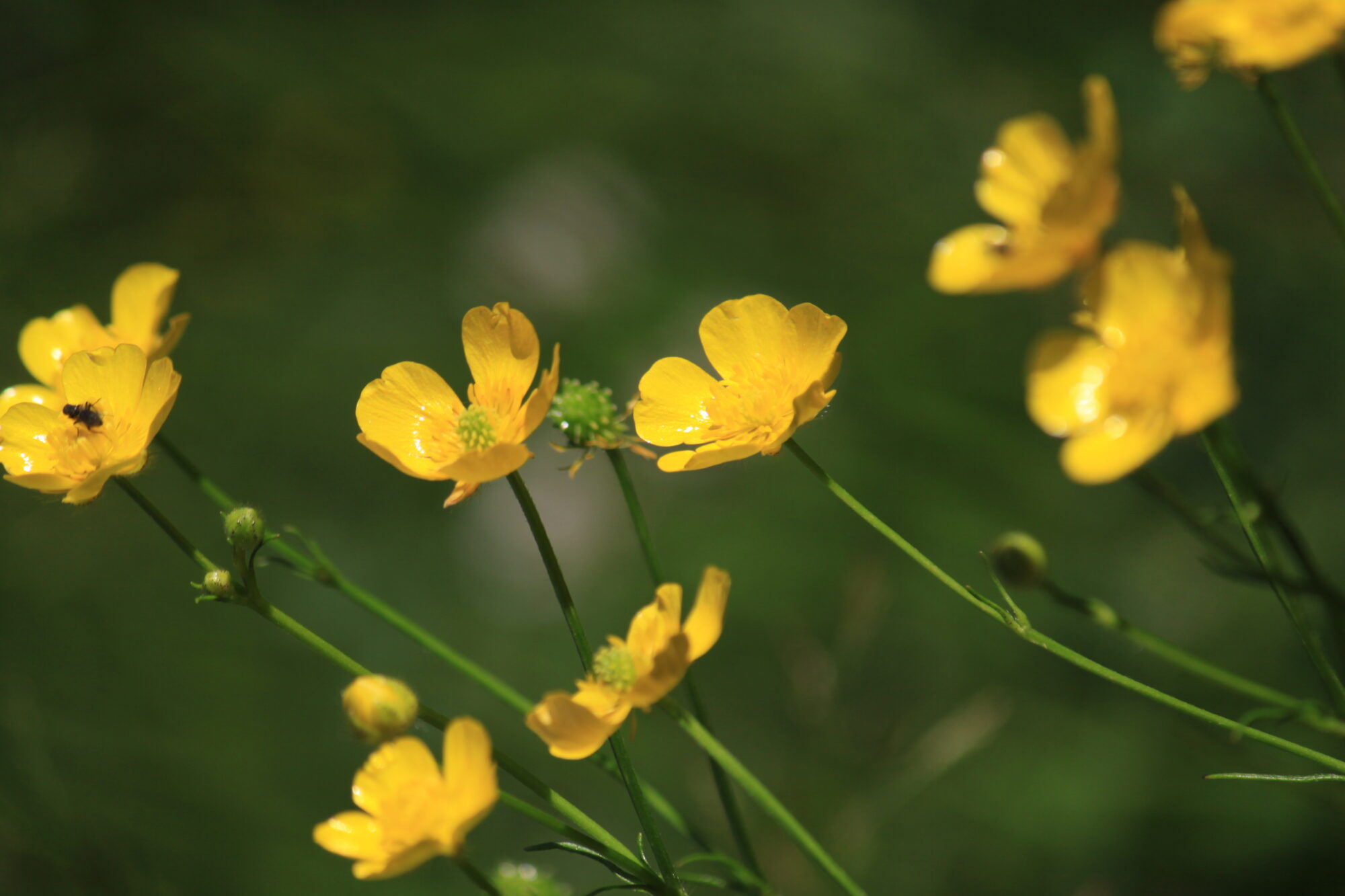 Valokuvaaja: Kaarina Heiskanen