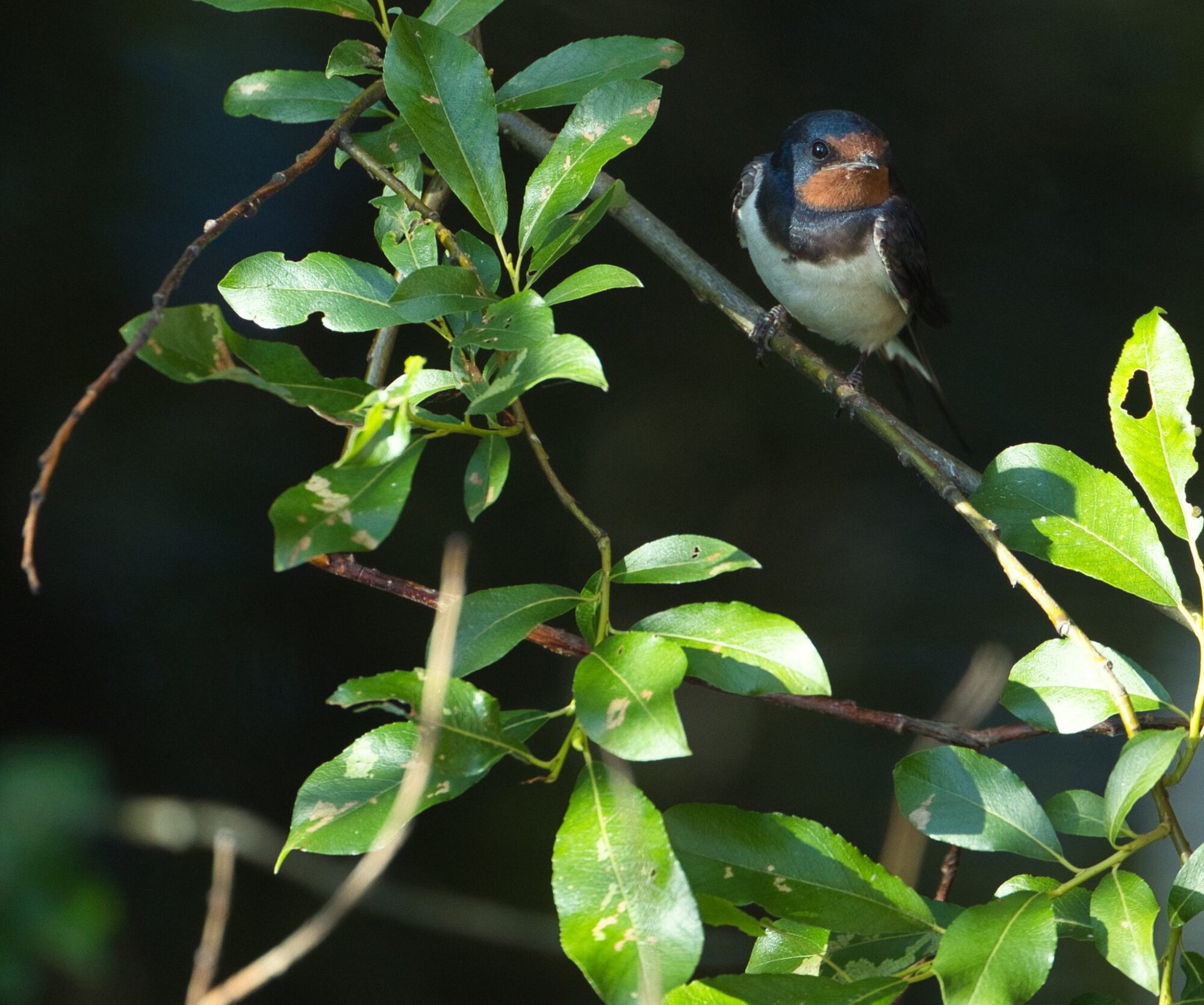 Valokuvaaja: Ari Branthin