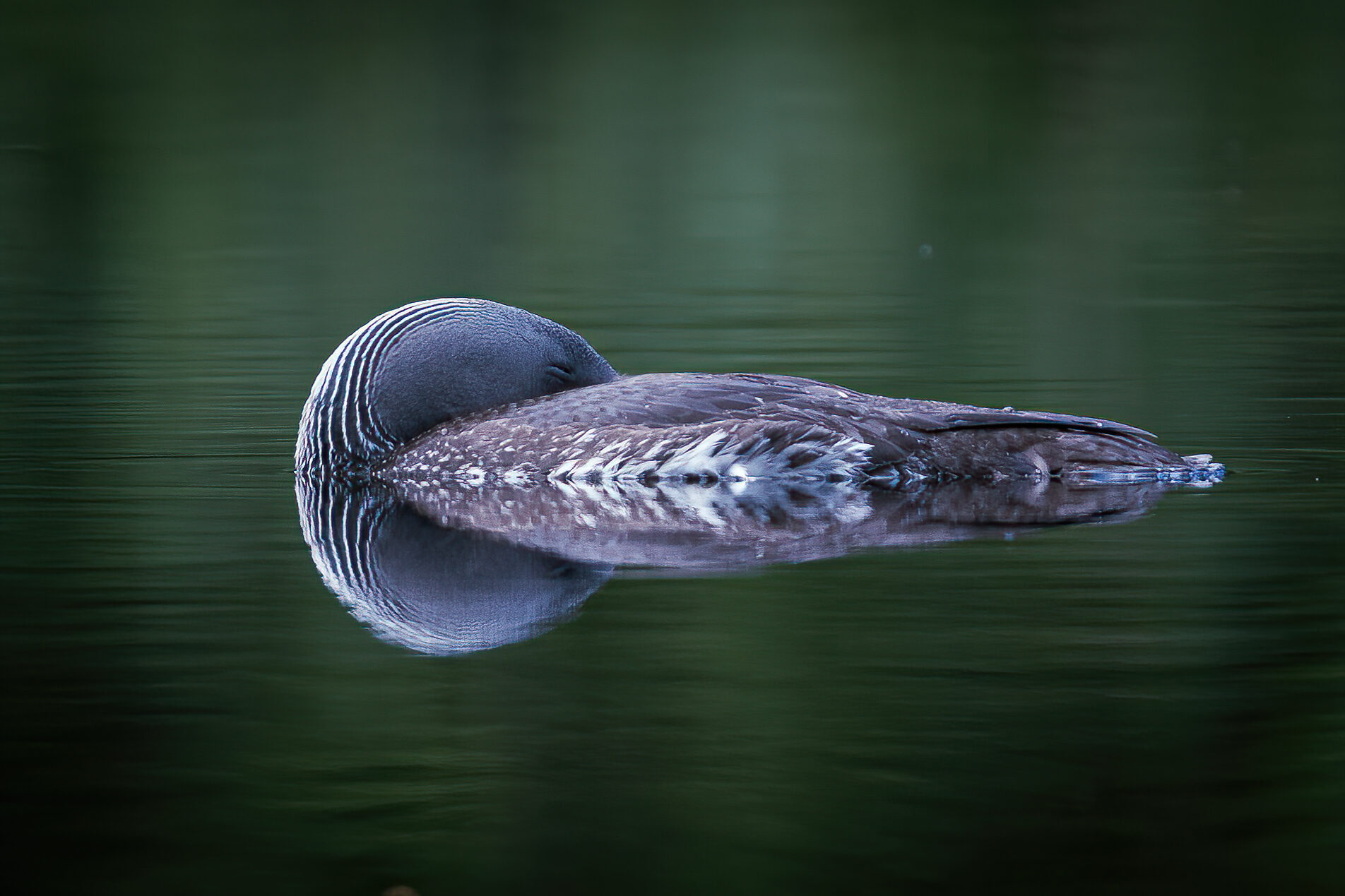 Valokuvaaja: Toni Pälli
