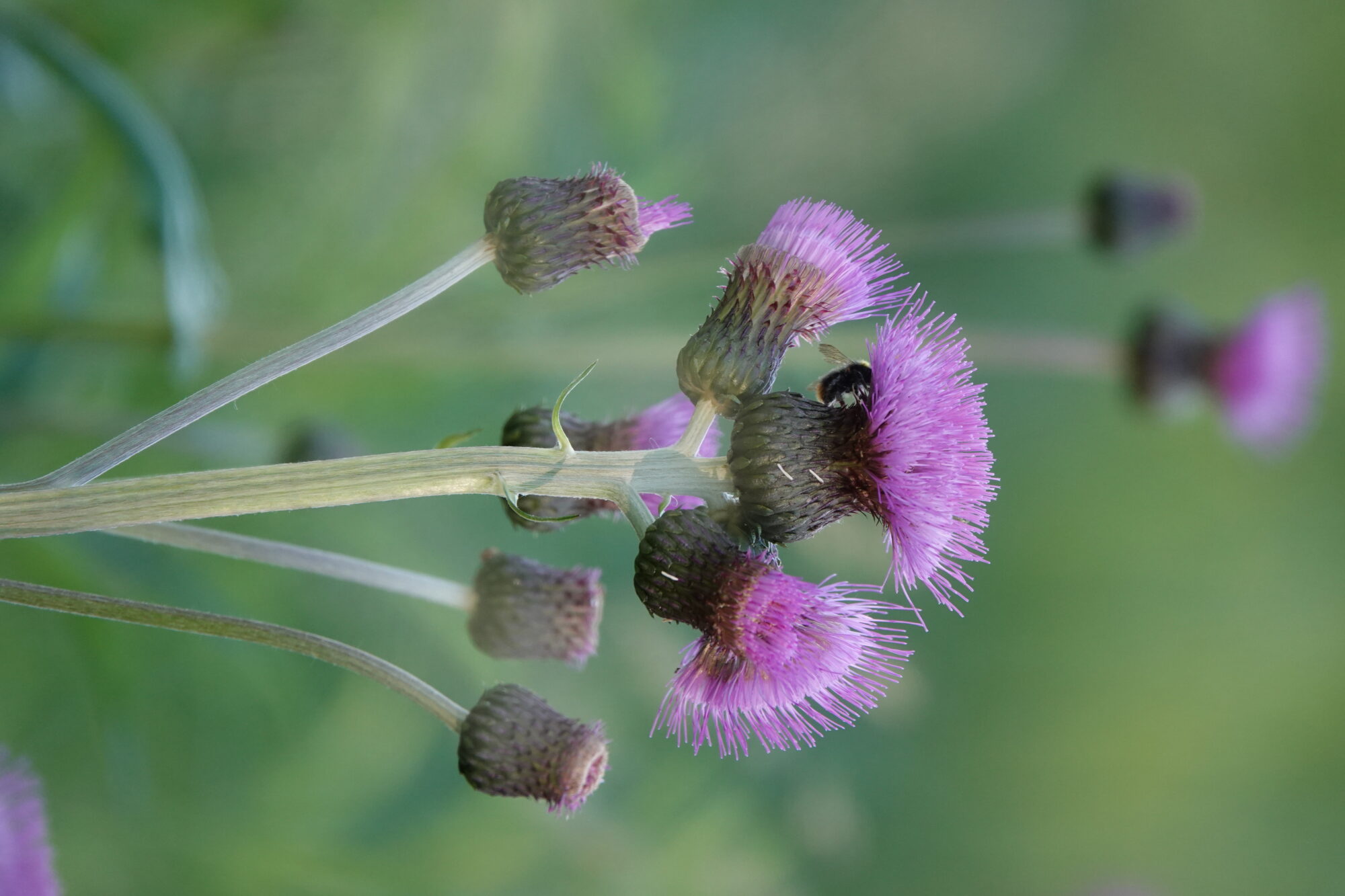 Valokuvaaja: Jenna Pitkänen