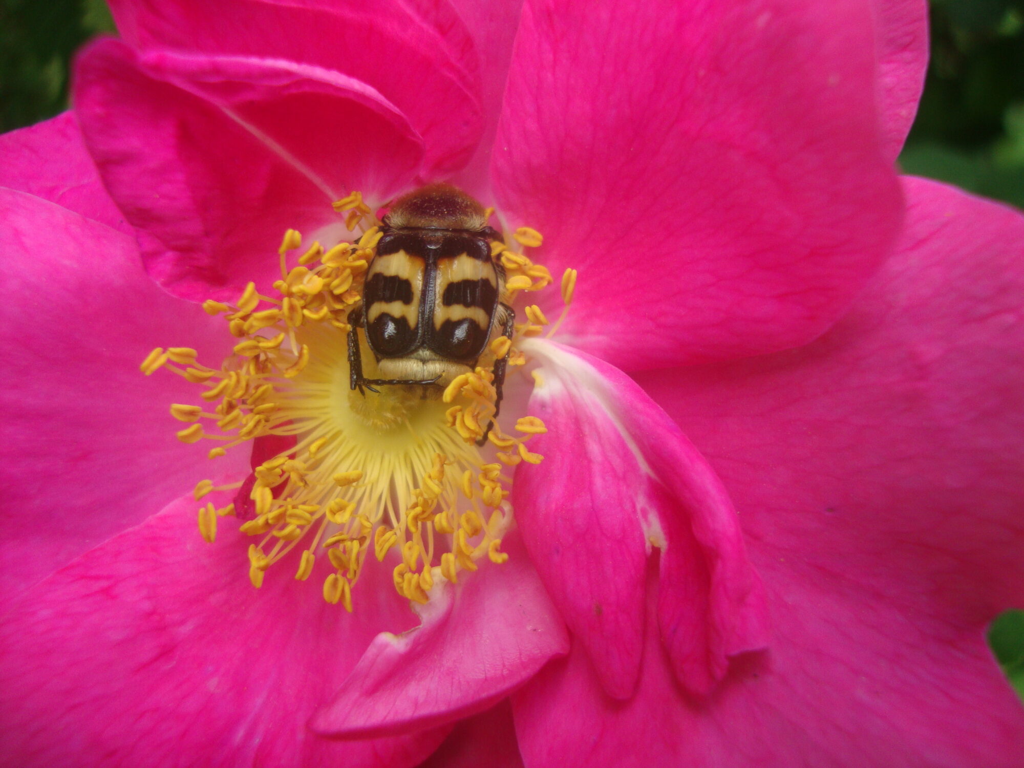 Valokuvaaja: Anja Mustamaa