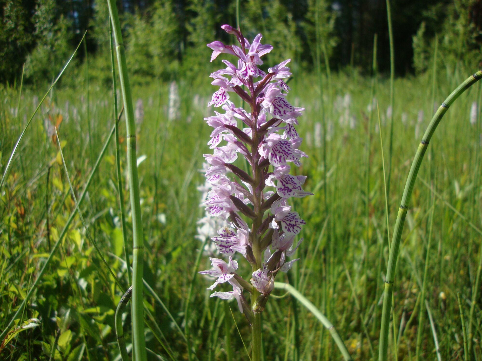 Valokuvaaja: Anja Mustamaa Valokuvaaja: Anja Mustamaa