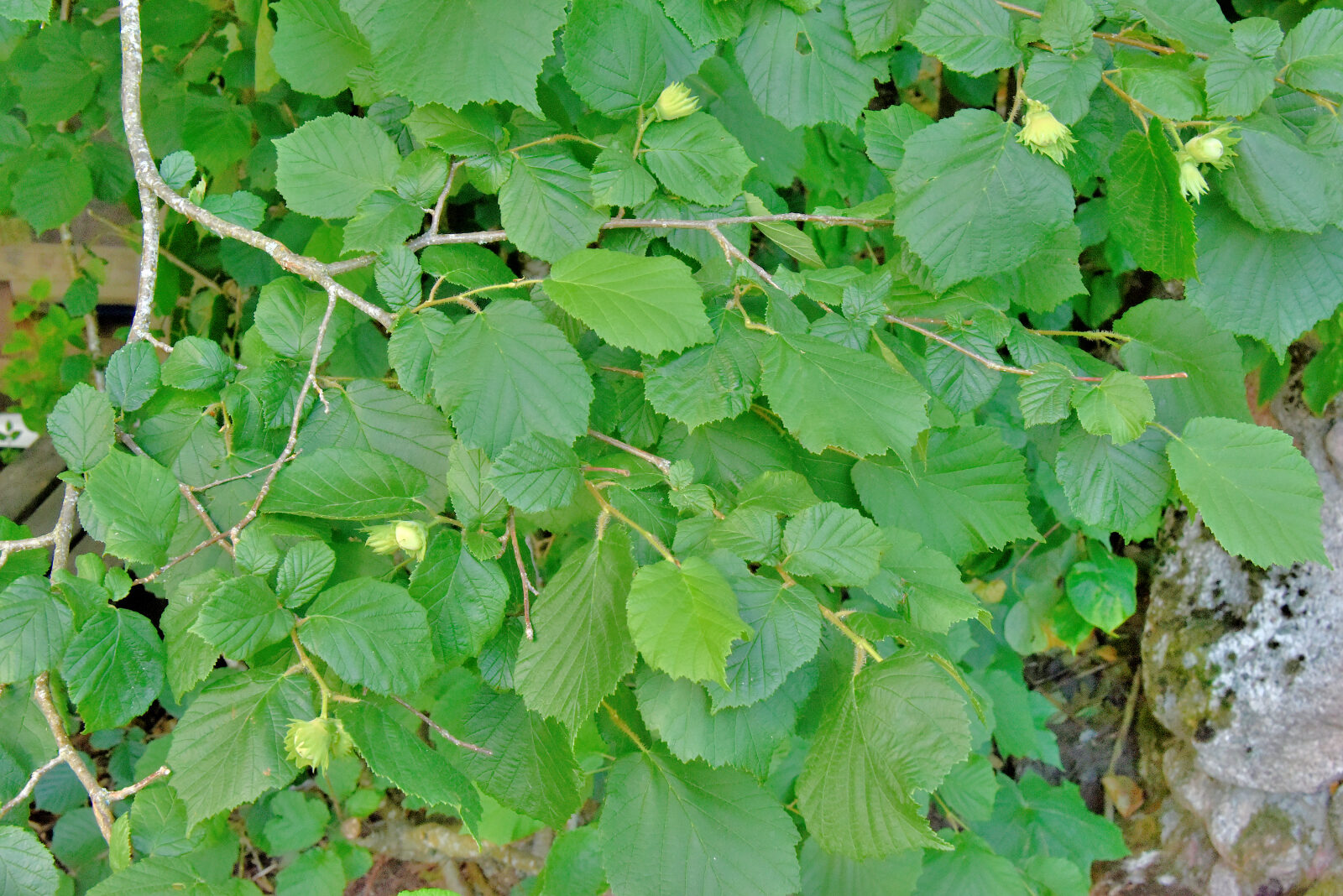 Valokuvaaja: Reijo Juurinen