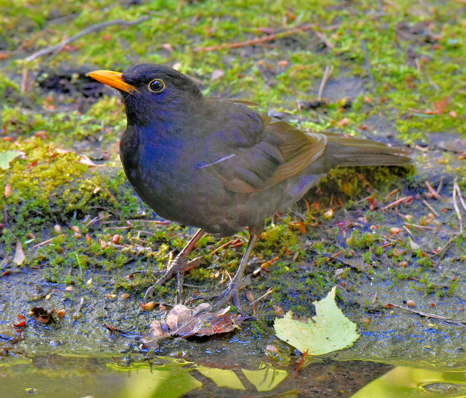 Valokuvaaja: Reijo Juurinen Valokuvaaja: Reijo Juurinen