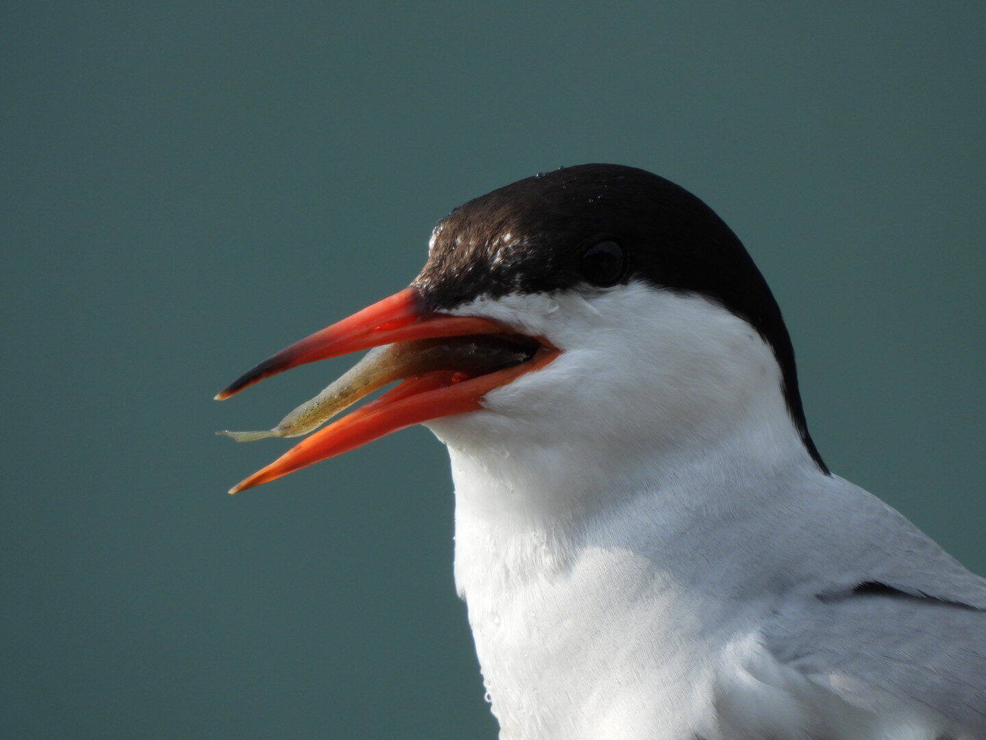 Valokuvaaja: Merja Suomi