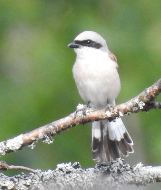 Valokuvaaja: Jarmo Mantere