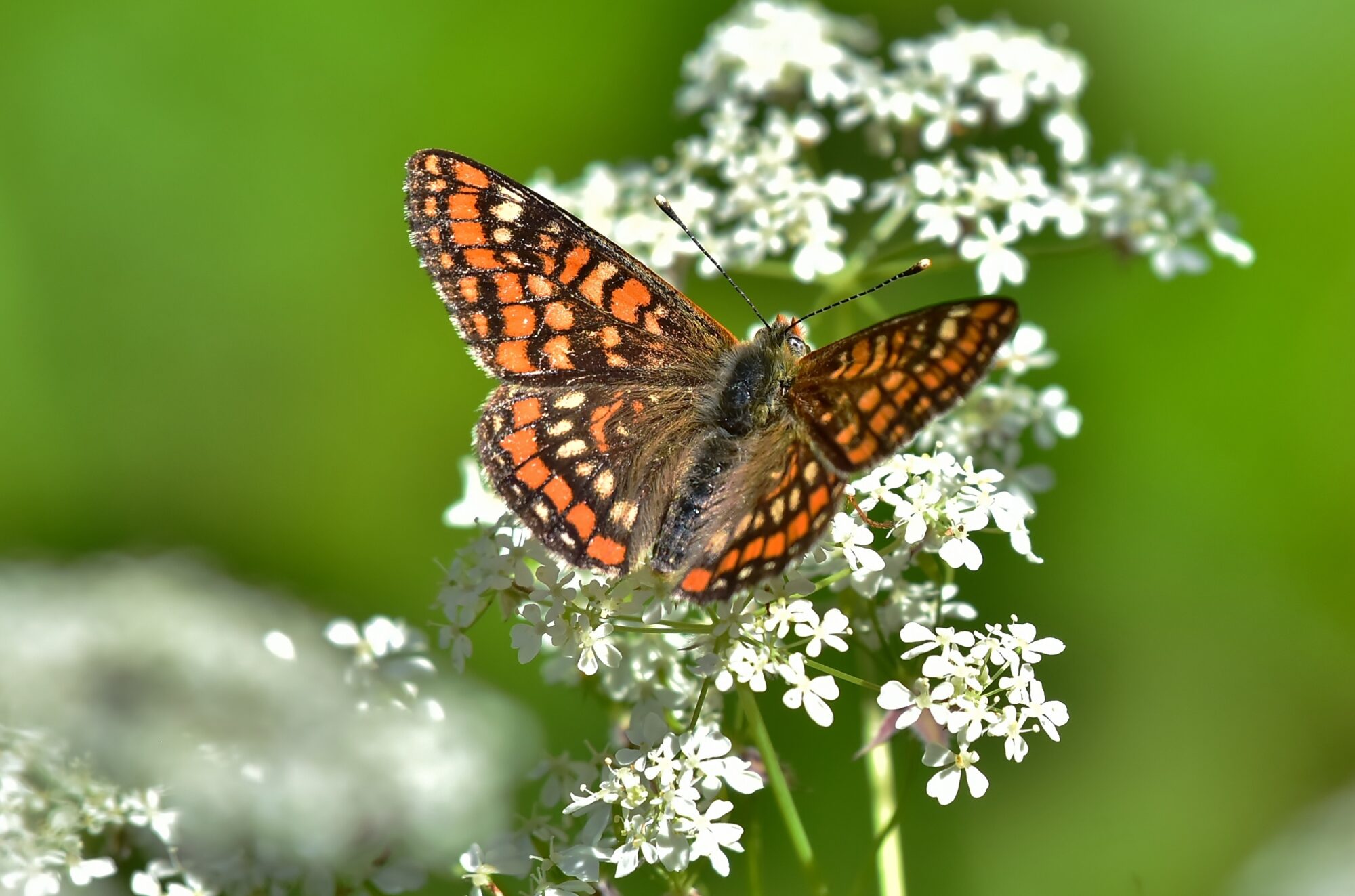 Valokuvaaja: Markku Pelkonen Valokuvaaja: Markku Pelkonen