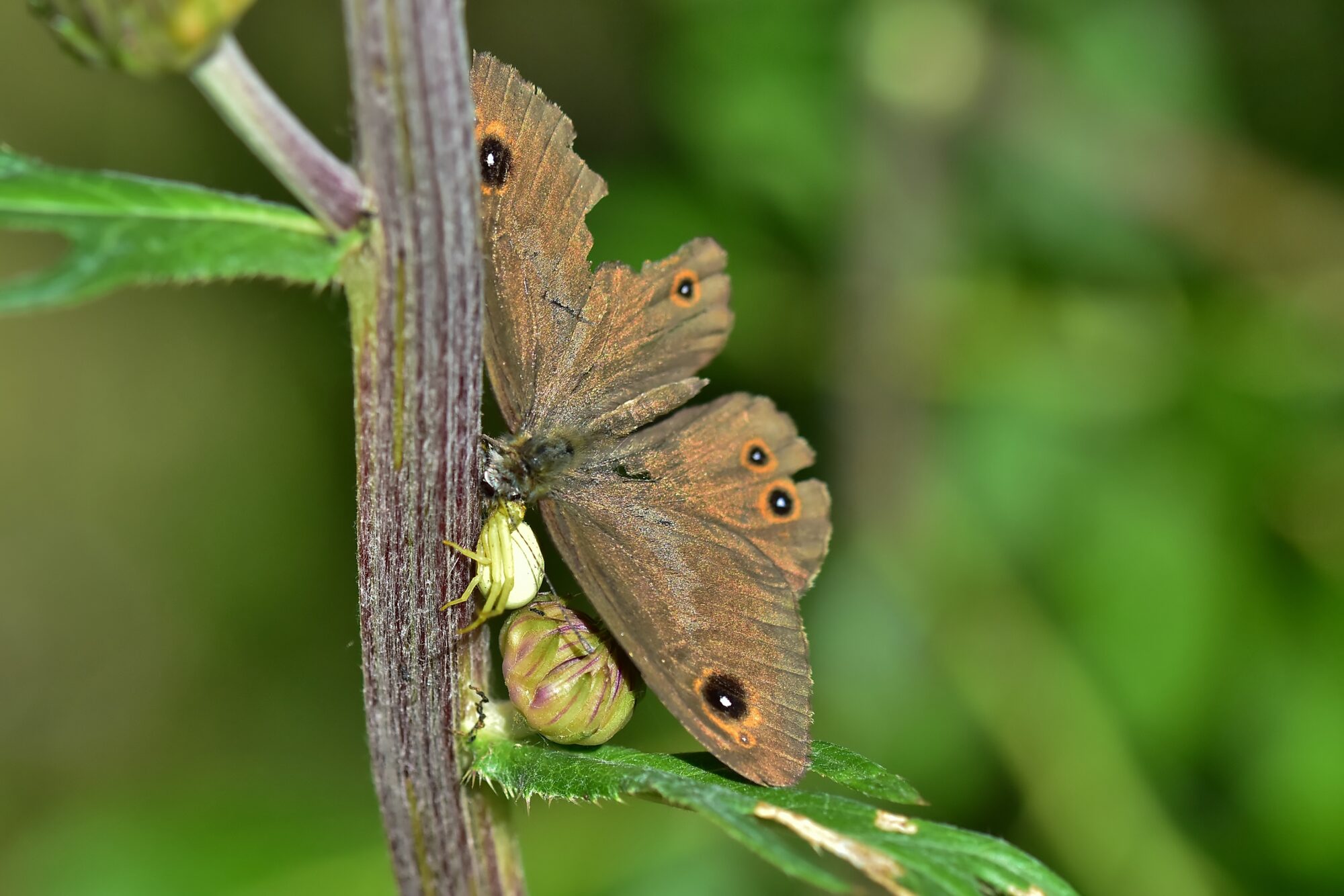 Valokuvaaja: Markku Pelkonen