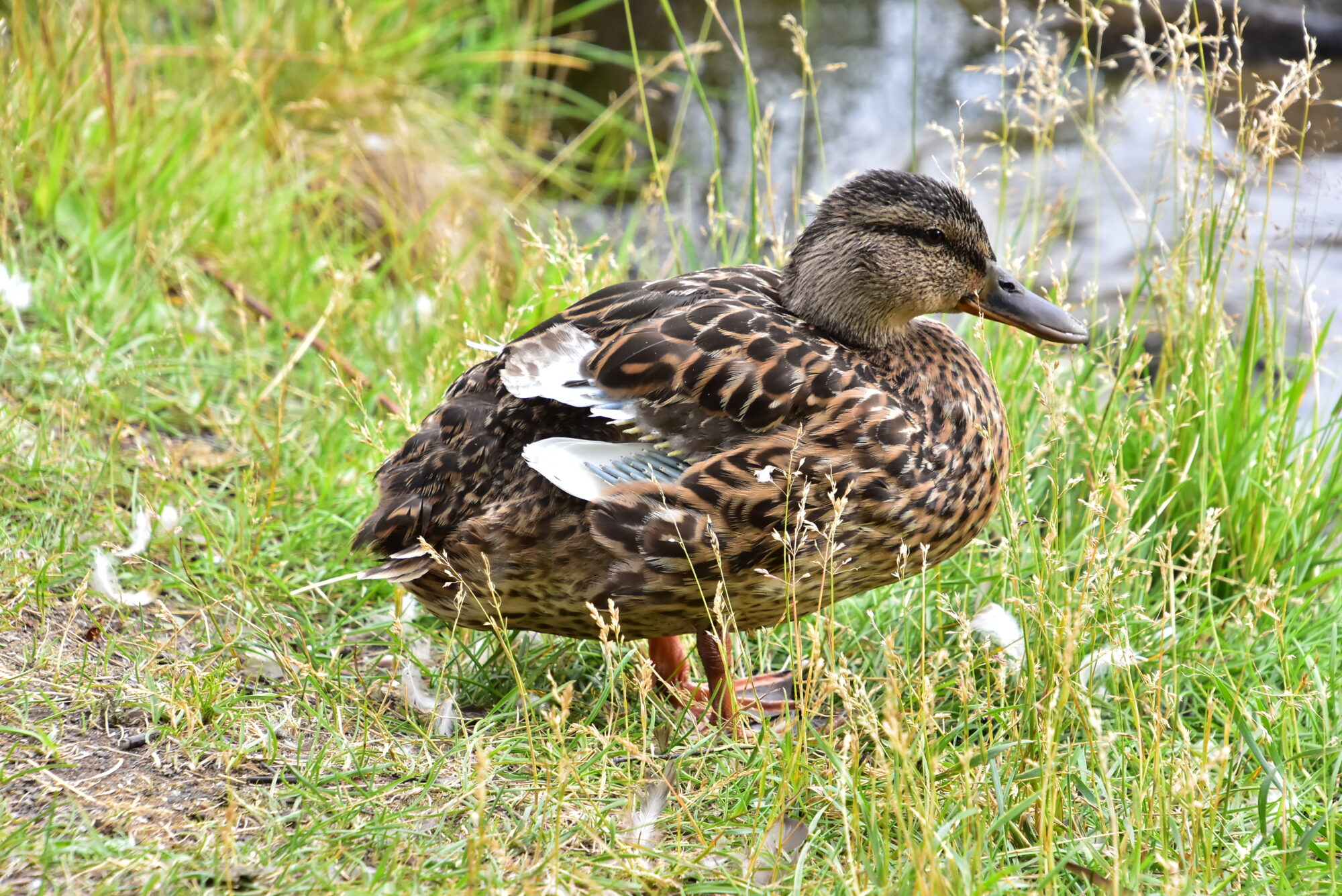 Valokuvaaja: Markku Pelkonen