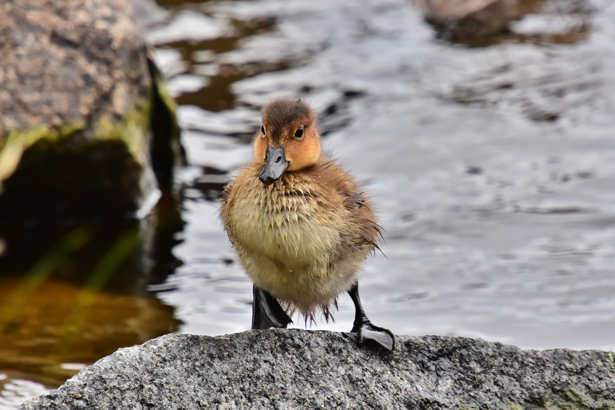 Valokuvaaja: Markku Pelkonen Valokuvaaja: Markku Pelkonen