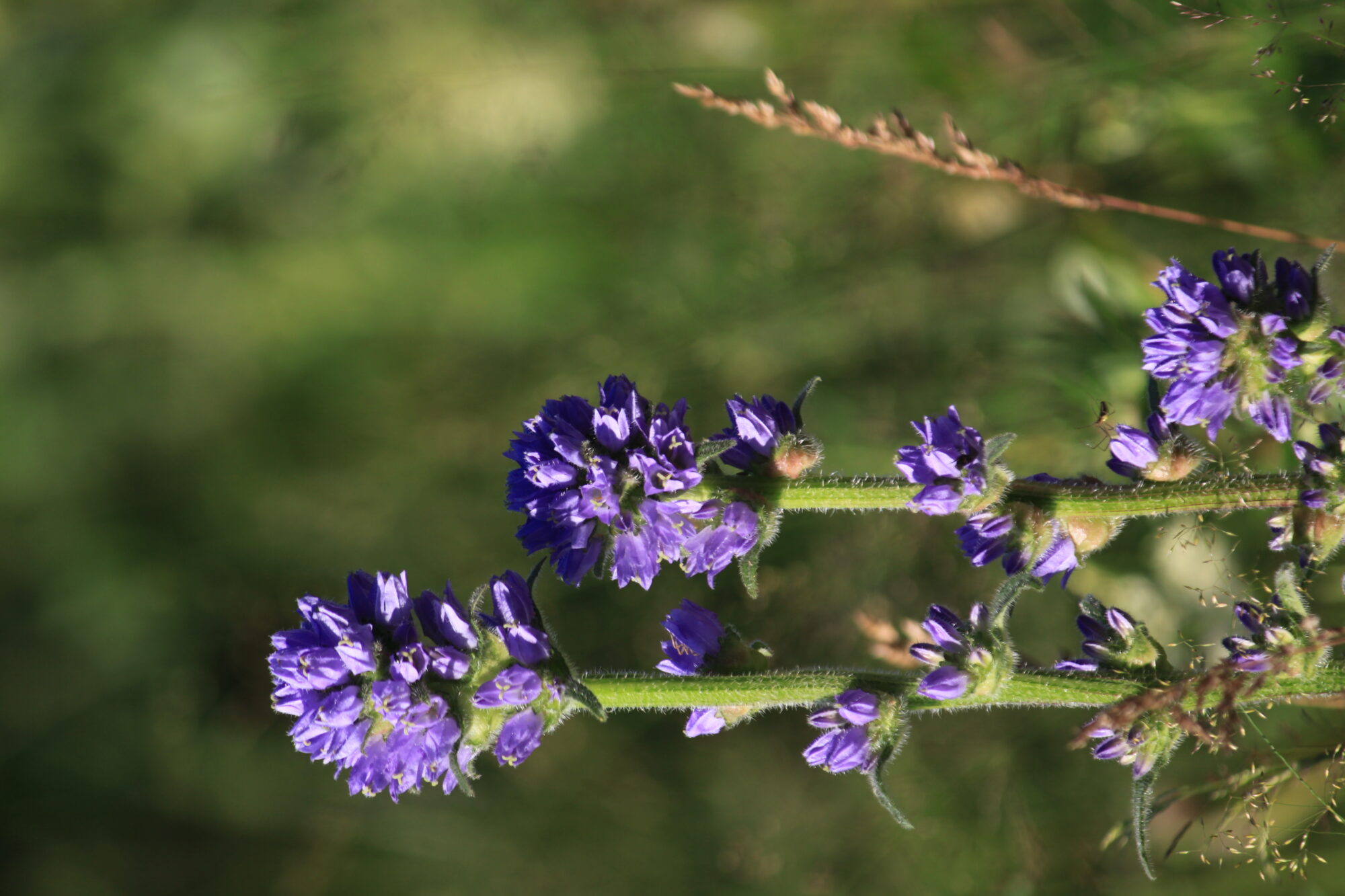Valokuvaaja: Kaarina Heiskanen