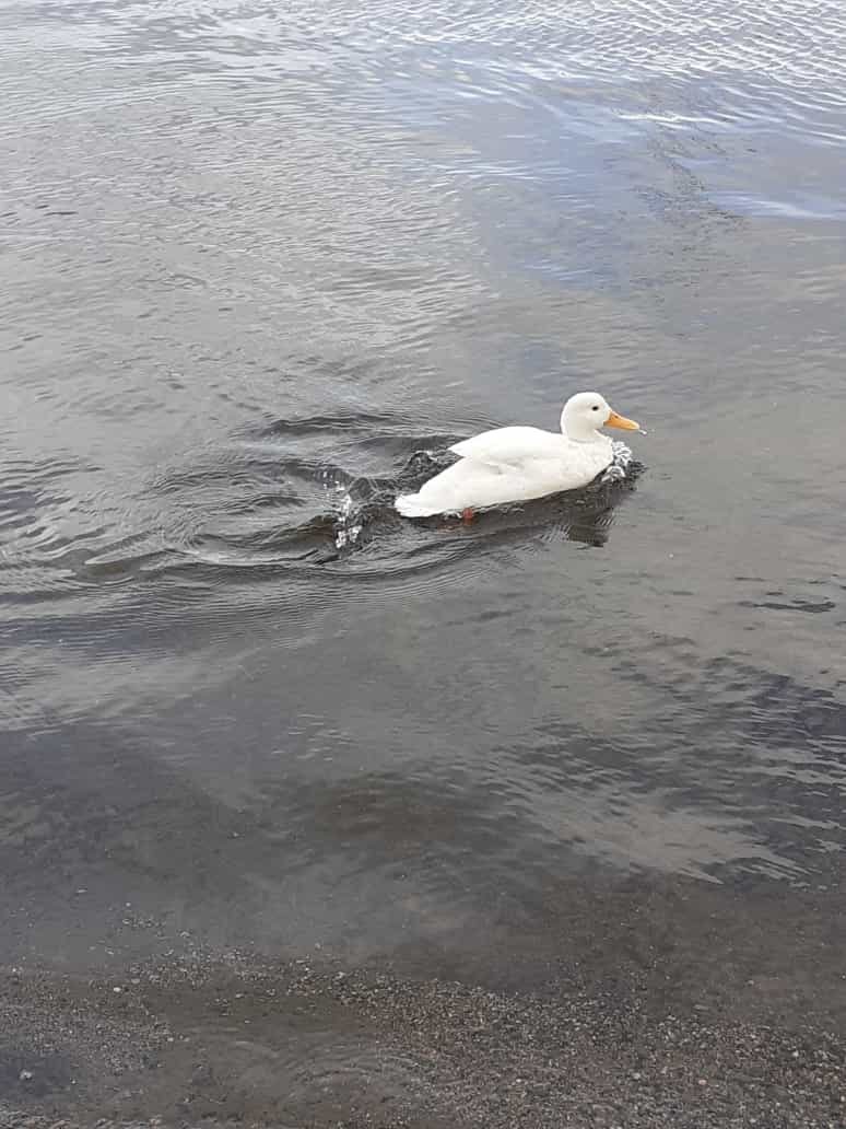 Valokuvaaja: Tuire Launonen