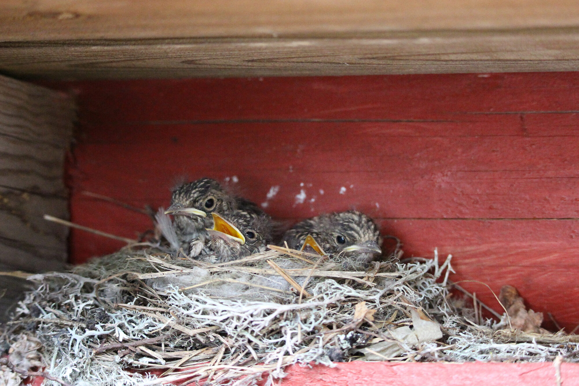 Valokuvaaja: Kirsi-Marja Joenpolvi