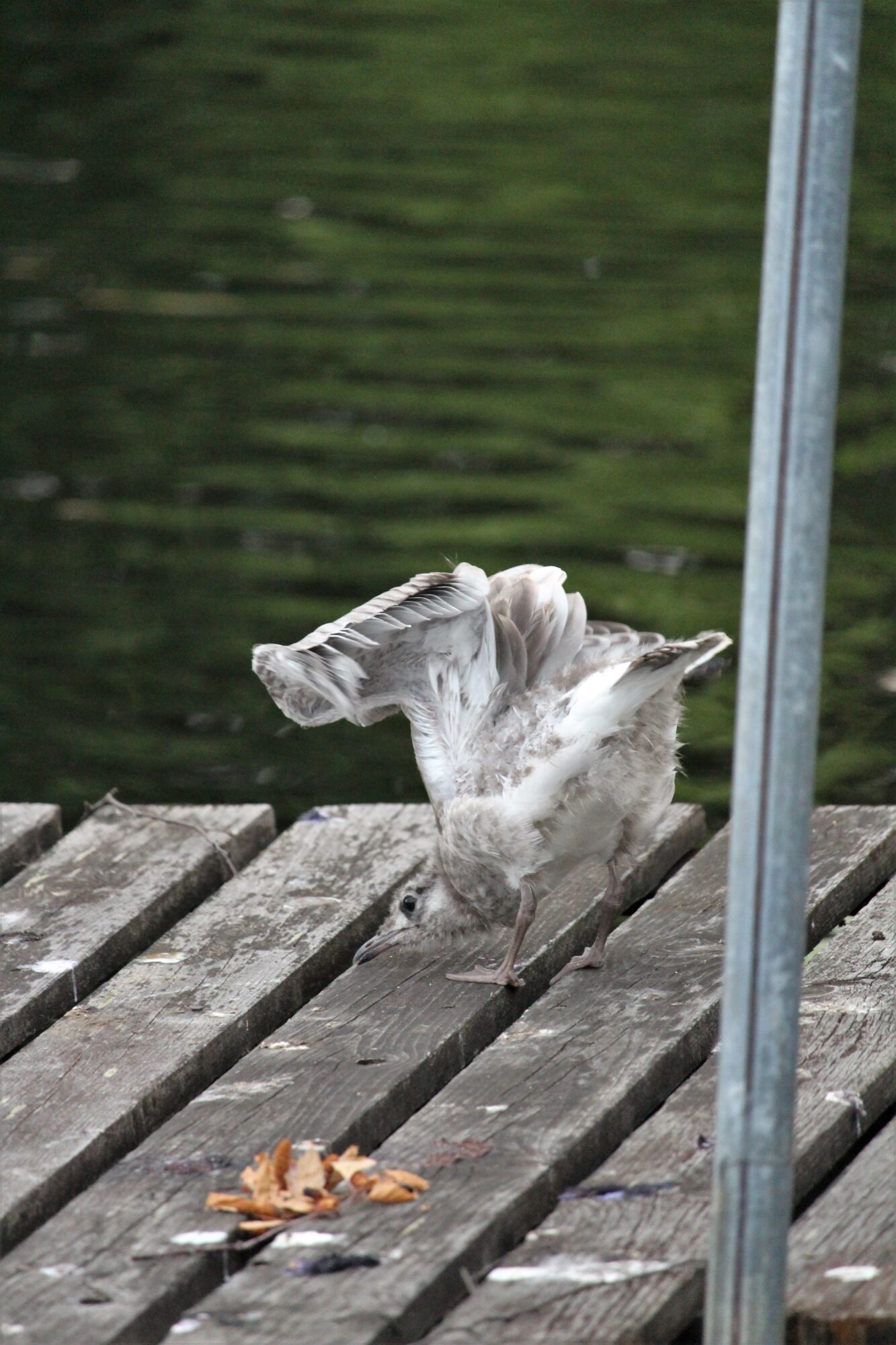 Valokuvaaja: Sari Salama Valokuvaaja: Sari Salama