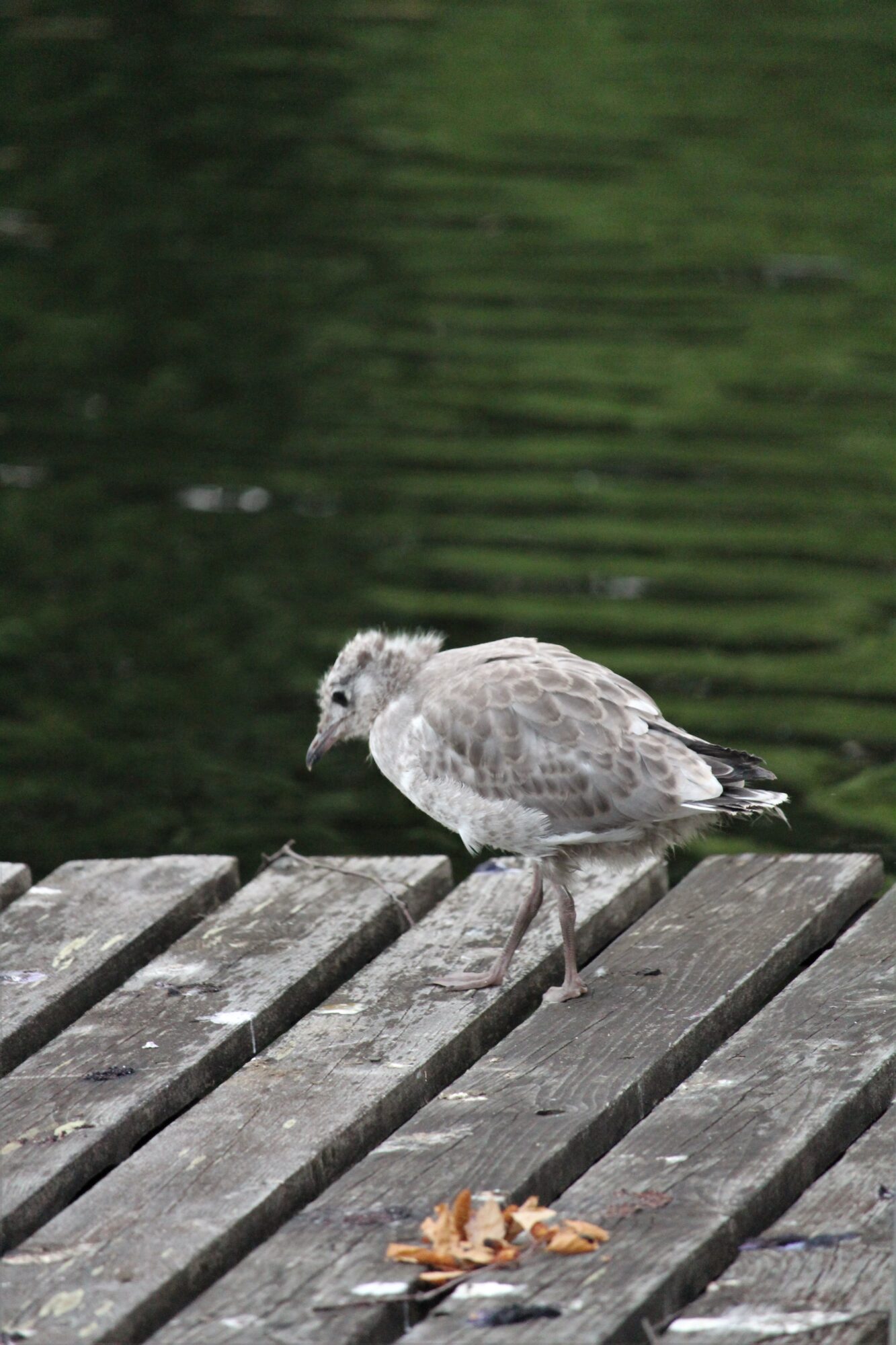 Valokuvaaja: Sari Salama