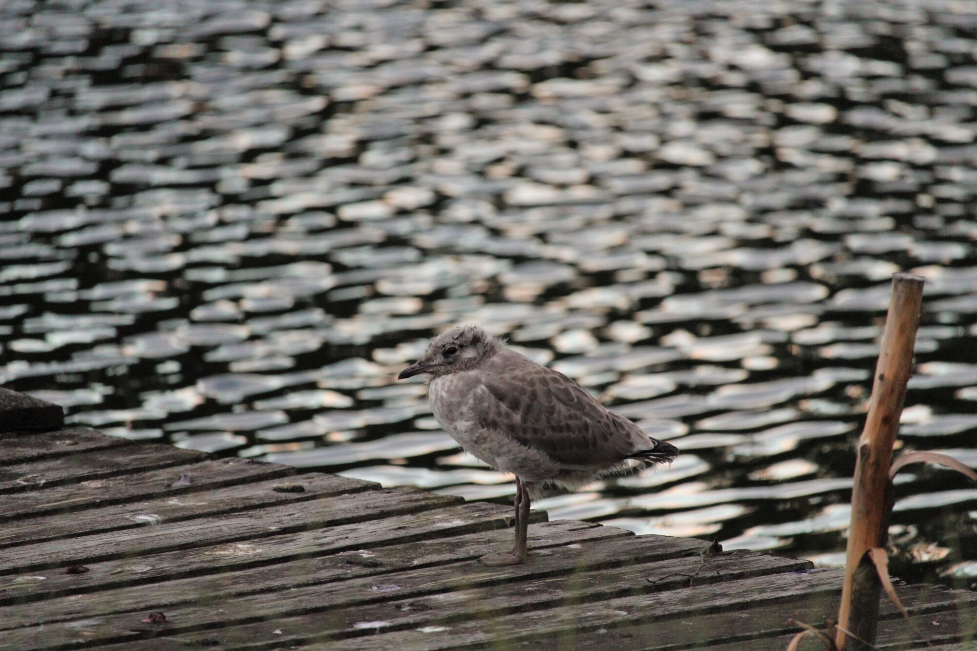 Valokuvaaja: Sari Salama Valokuvaaja: Sari Salama