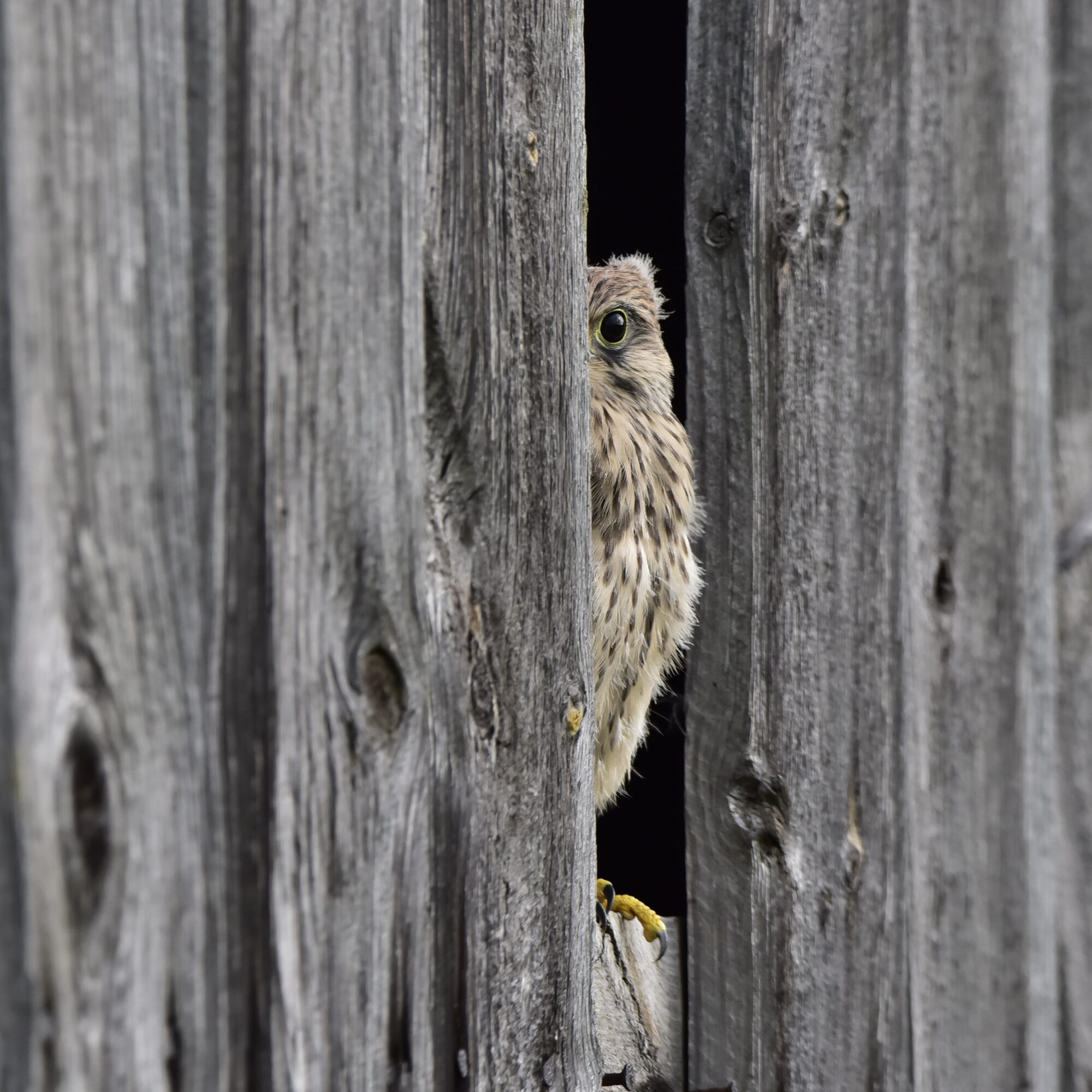 Valokuvaaja: Yvonne Okkola