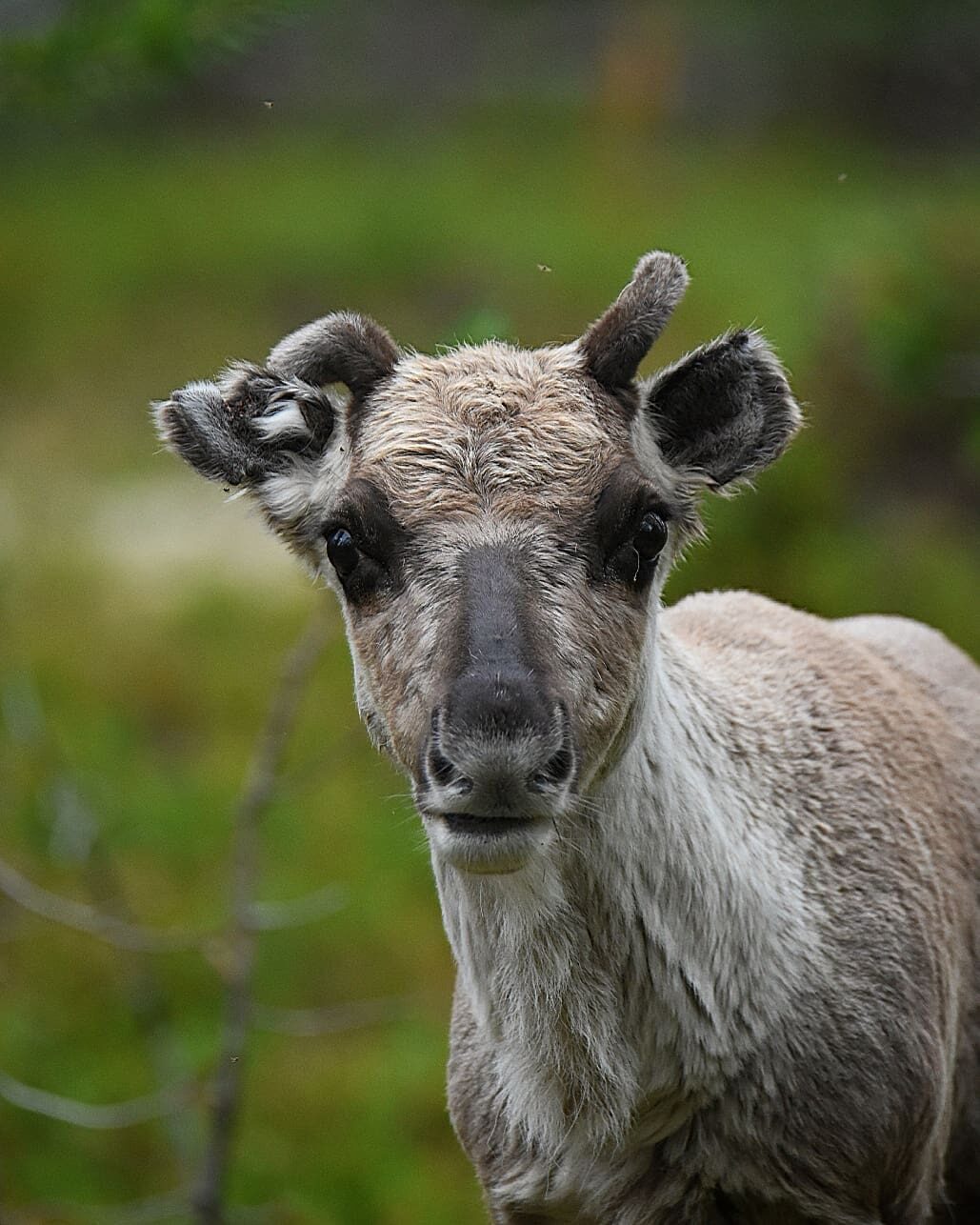 Valokuvaaja: eraopa_s_wildlife_photography