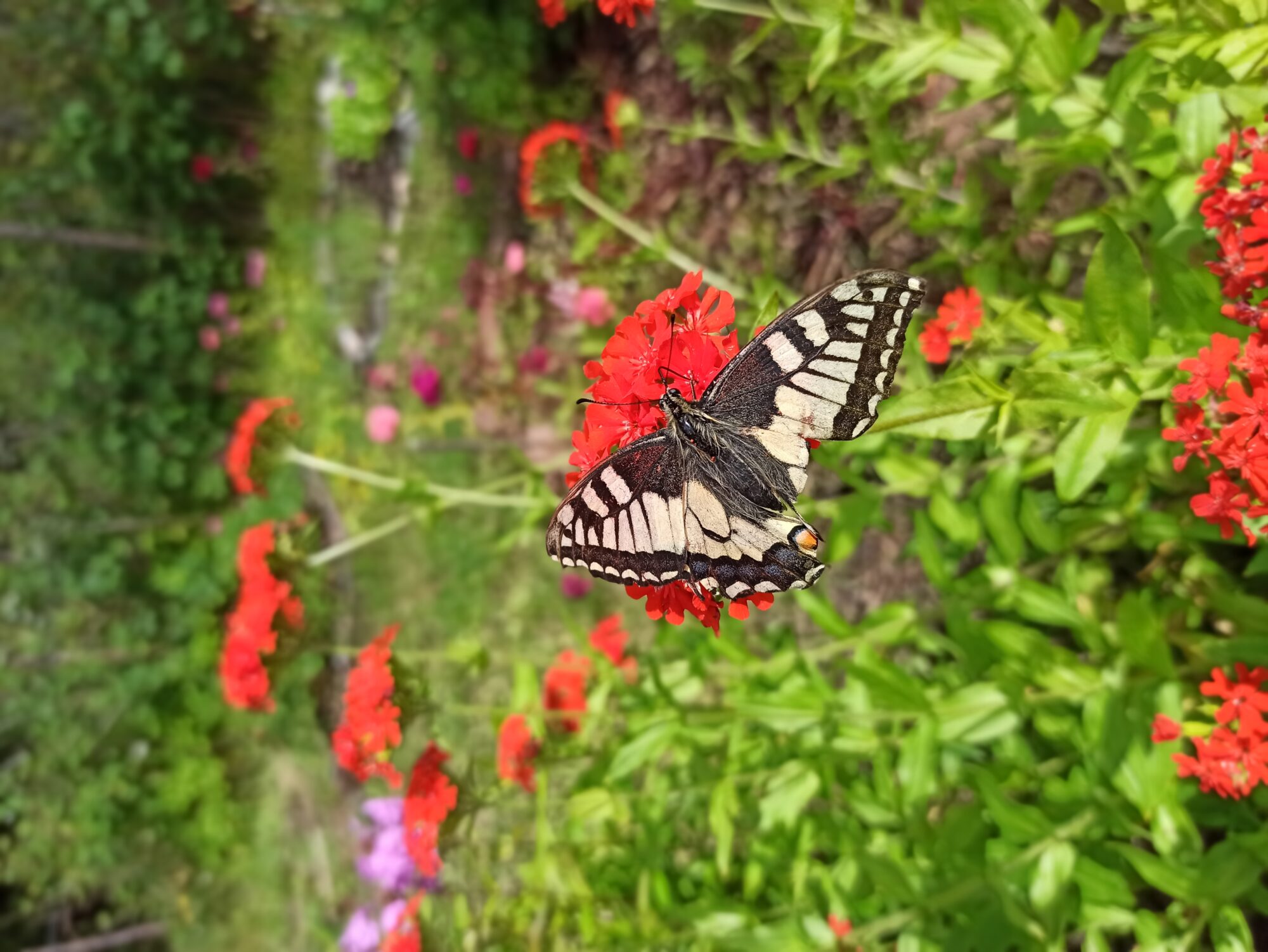 Valokuvaaja: Nina Flyktman