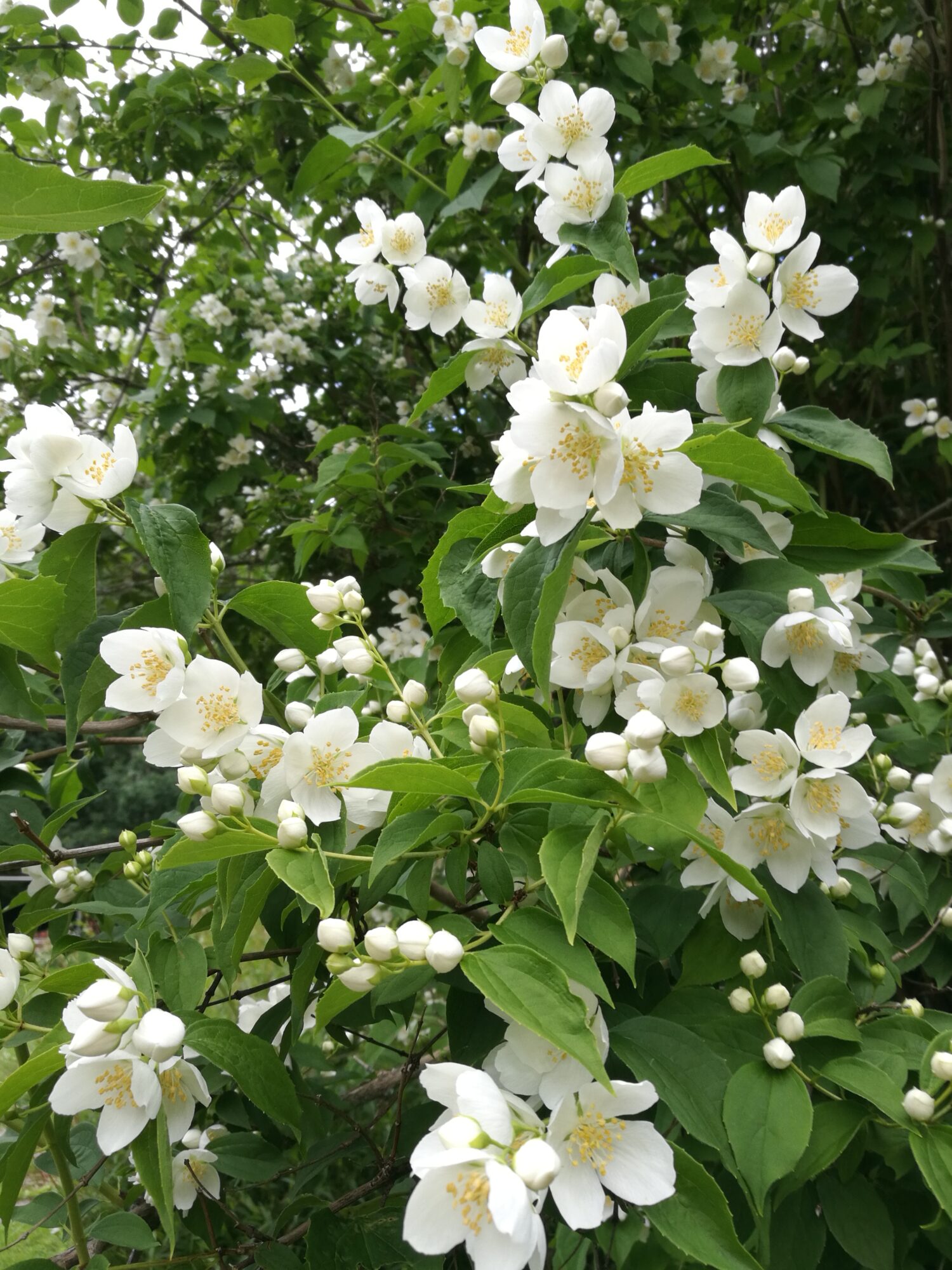 Valokuvaaja: Sirkka Ruotoistenmäki