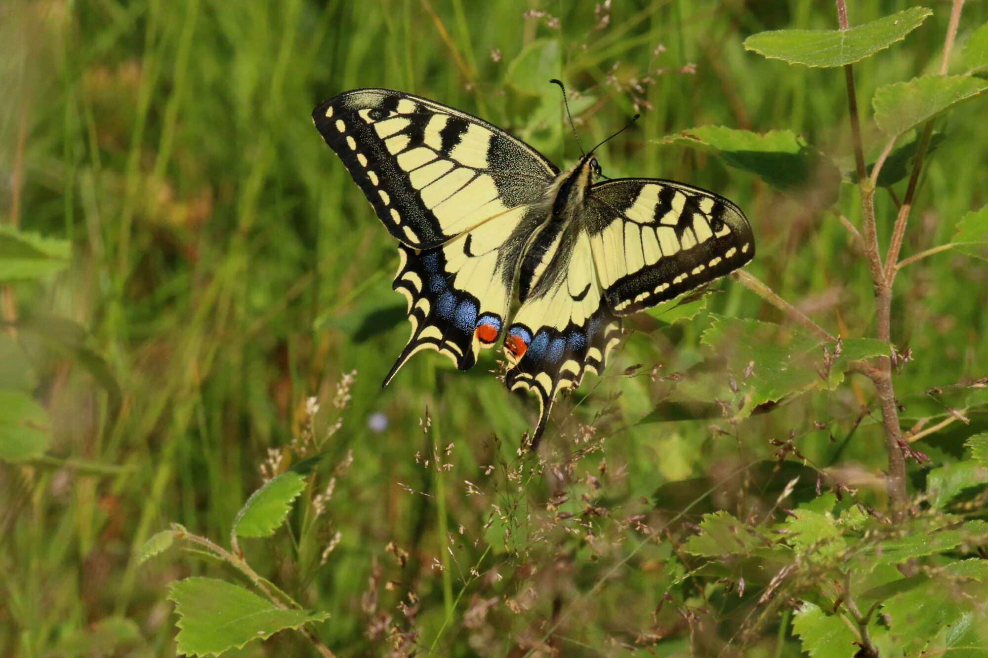 Valokuvaaja: Antero Tykkyläinen