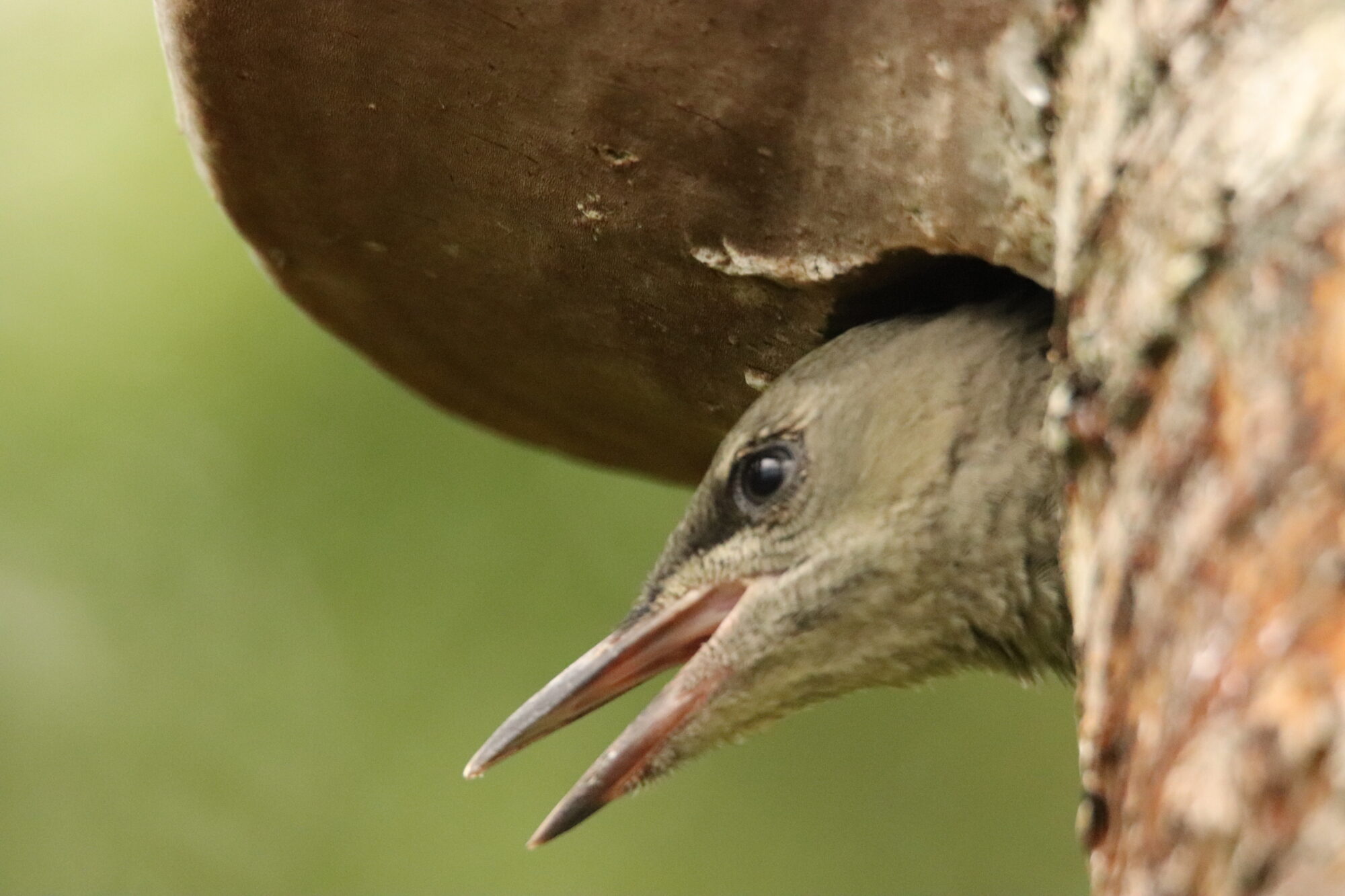 Valokuvaaja: Irja Lehtinen