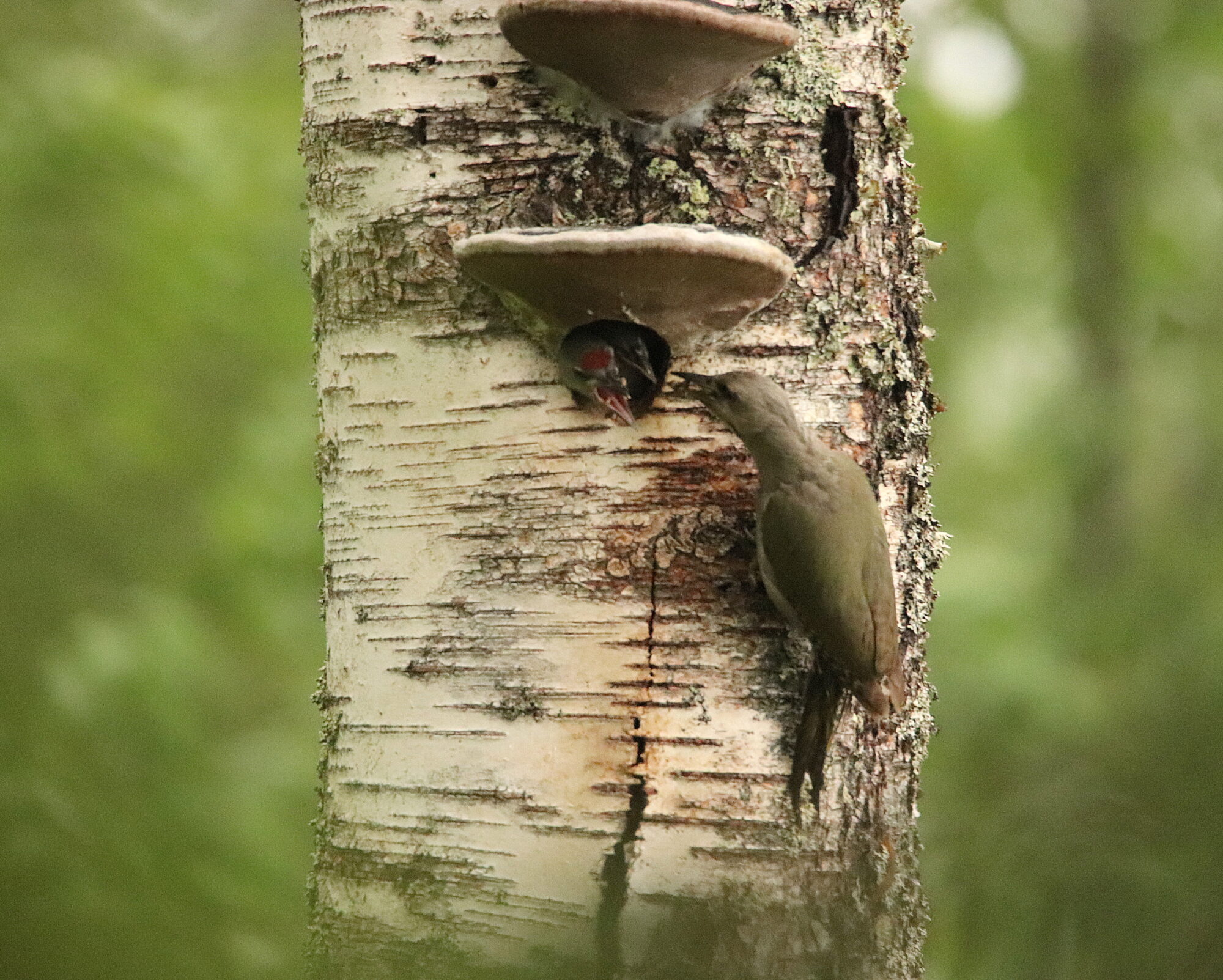 Valokuvaaja: Irja Lehtinen