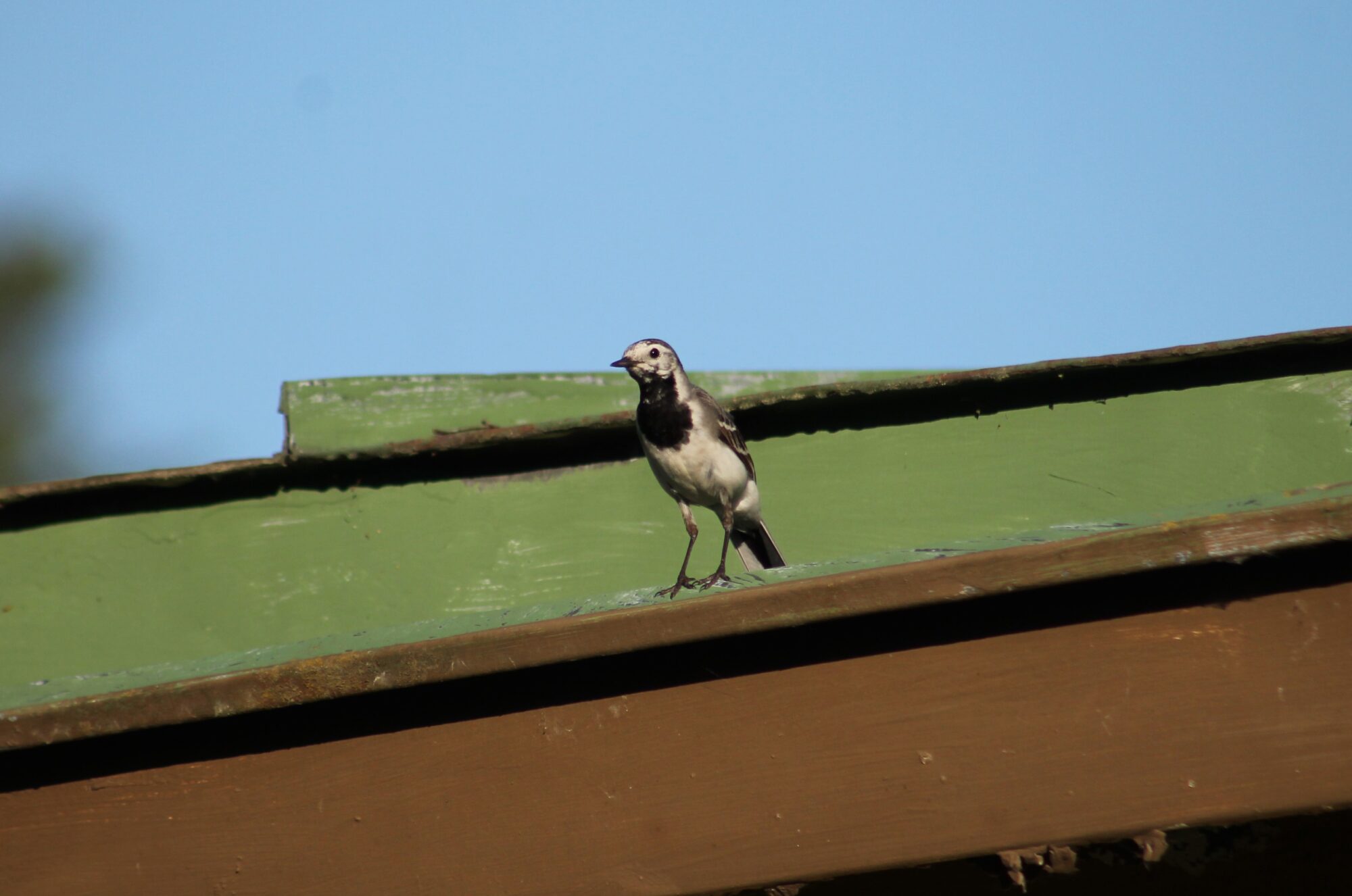 Valokuvaaja: Emilia Saukko