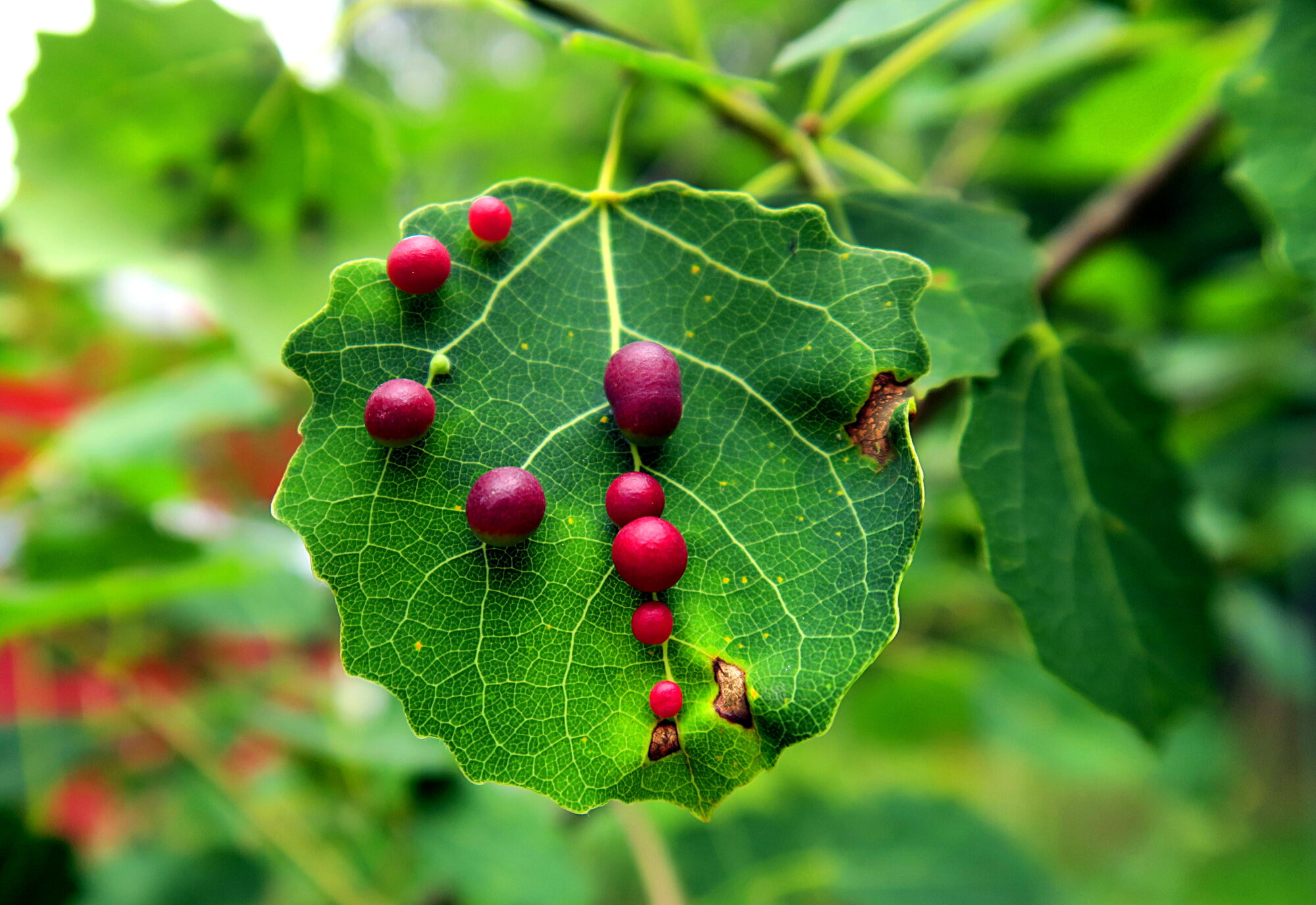 Valokuvaaja: Kati Westerlund