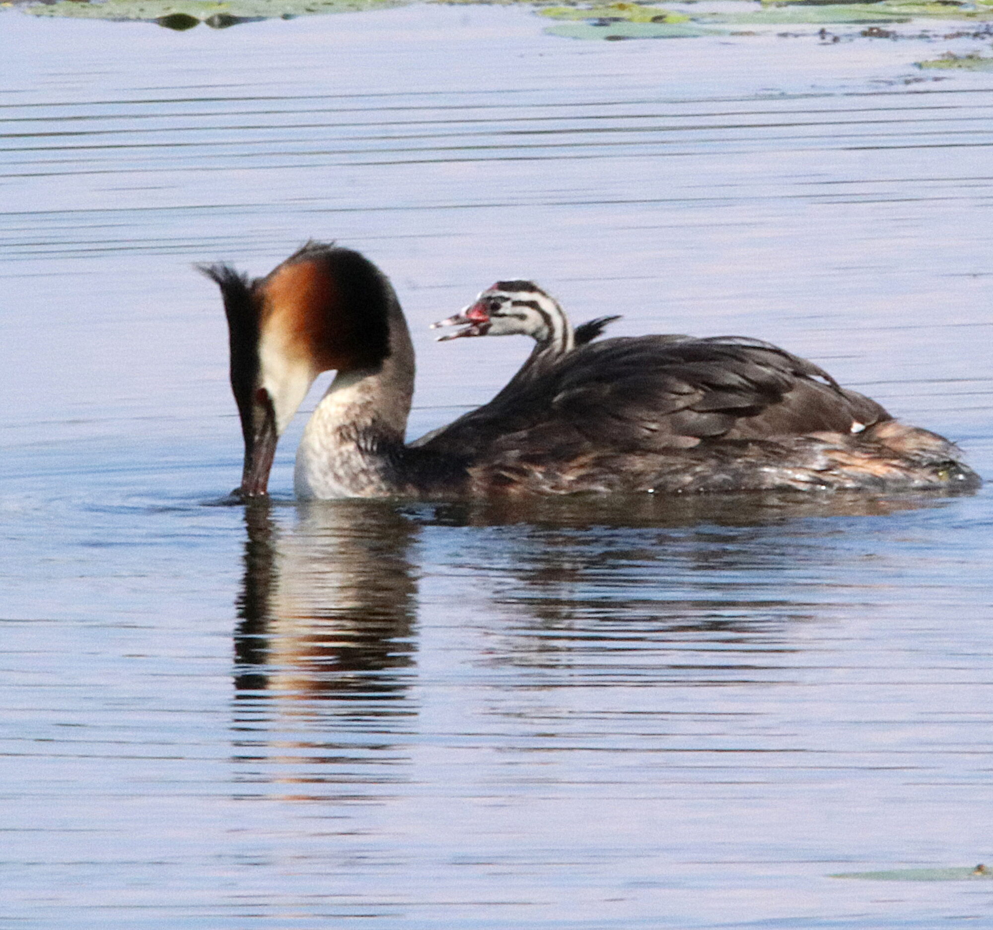 Valokuvaaja: Irja Lehtinen