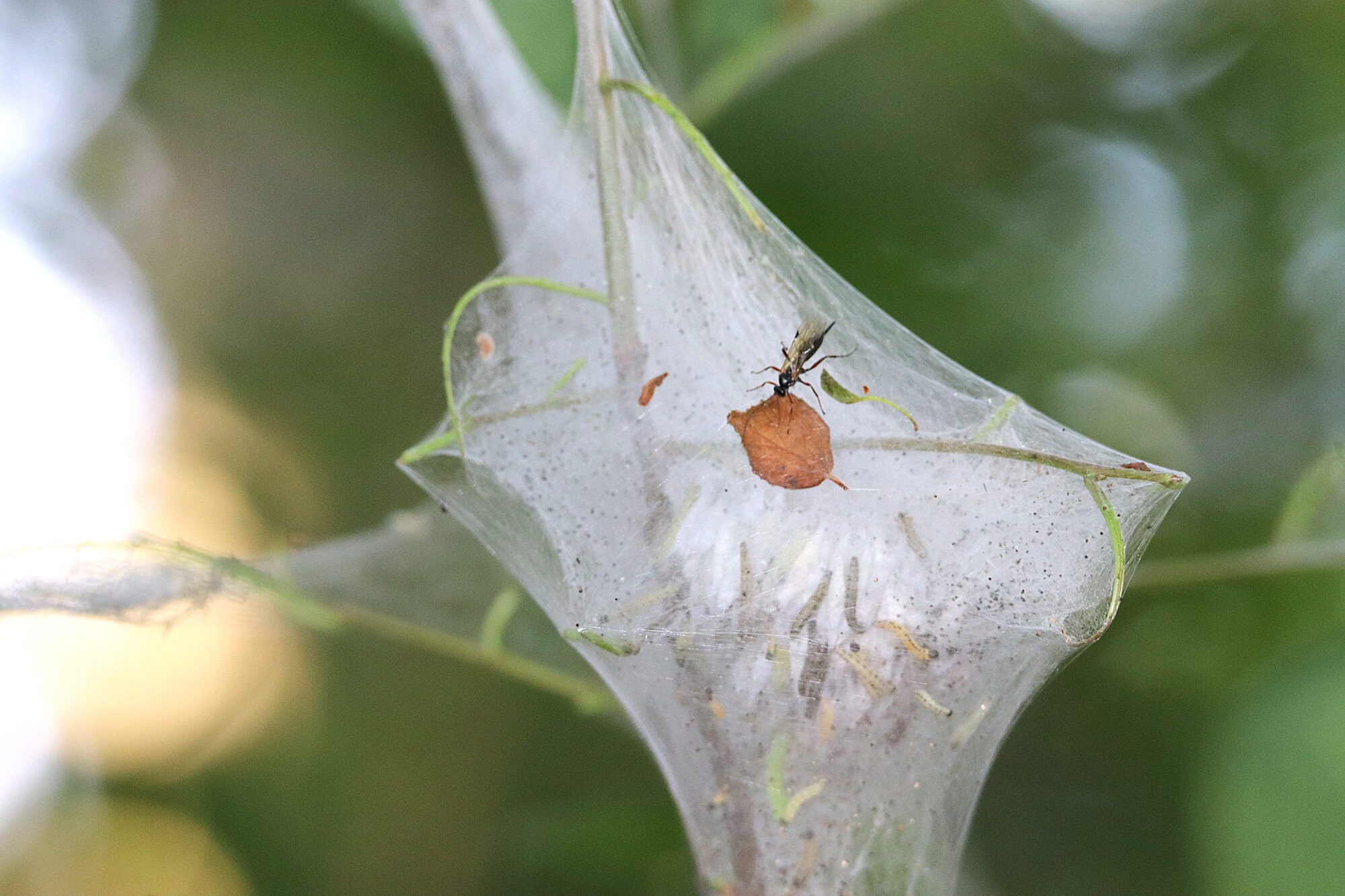 Valokuvaaja: Irja Lehtinen Valokuvaaja: Irja Lehtinen
