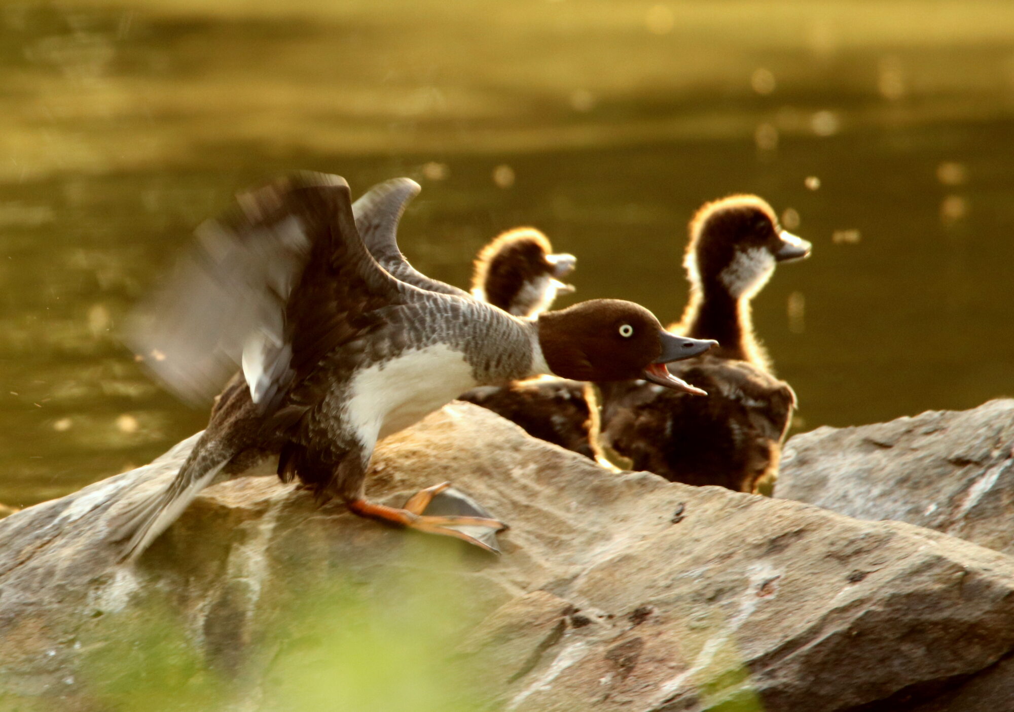 Valokuvaaja: Irja Lehtinen