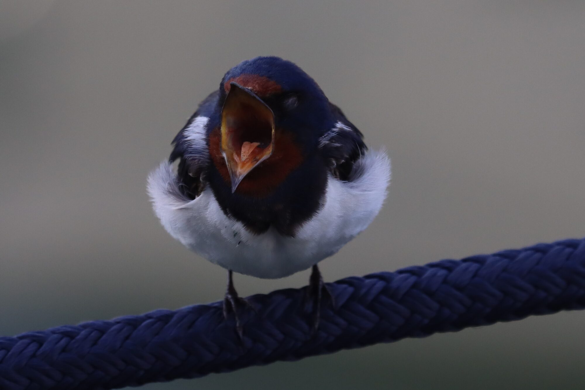 Valokuvaaja: Susanna Hannula Valokuvaaja: Susanna Hannula