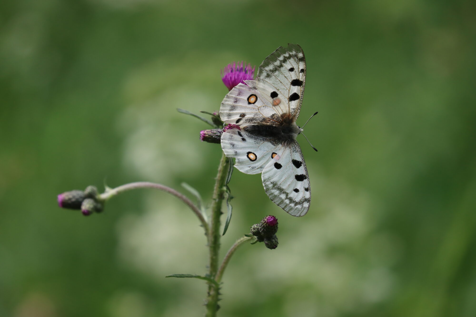 Valokuvaaja: Susanna Hannula
