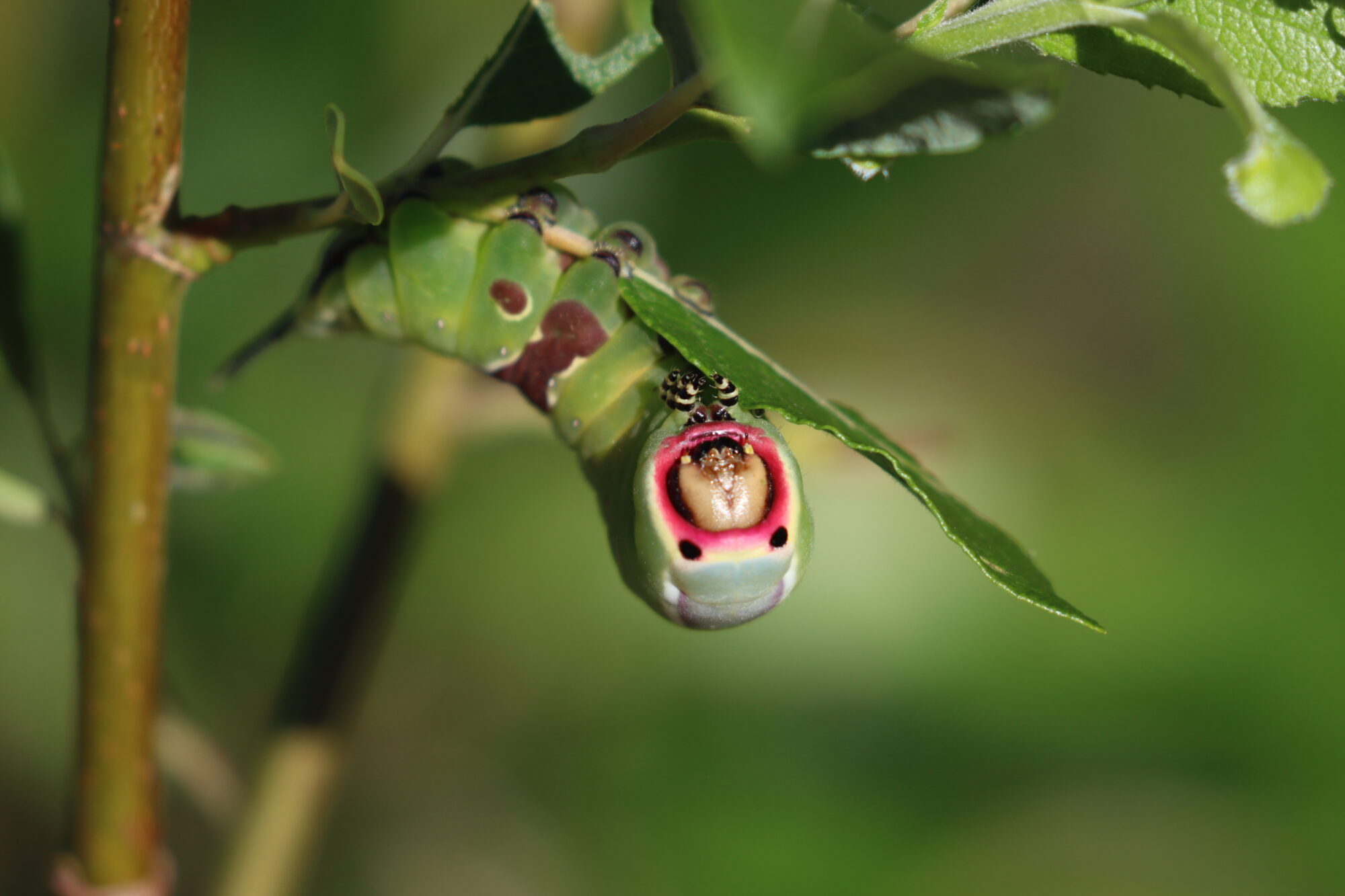 Valokuvaaja: Susanna Hannula