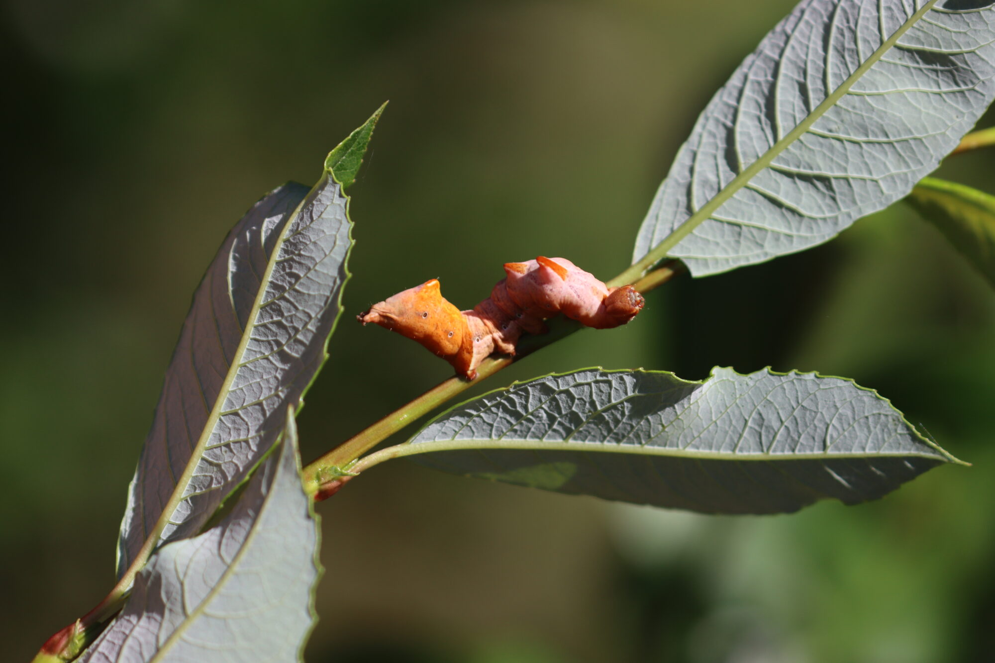 Valokuvaaja: Susanna Hannula