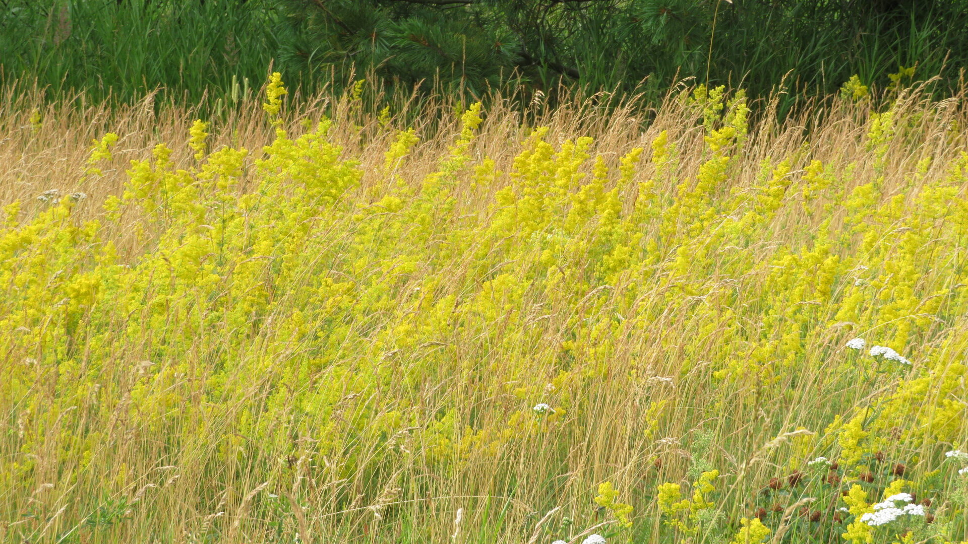 Valokuvaaja: Risto Kangassalo