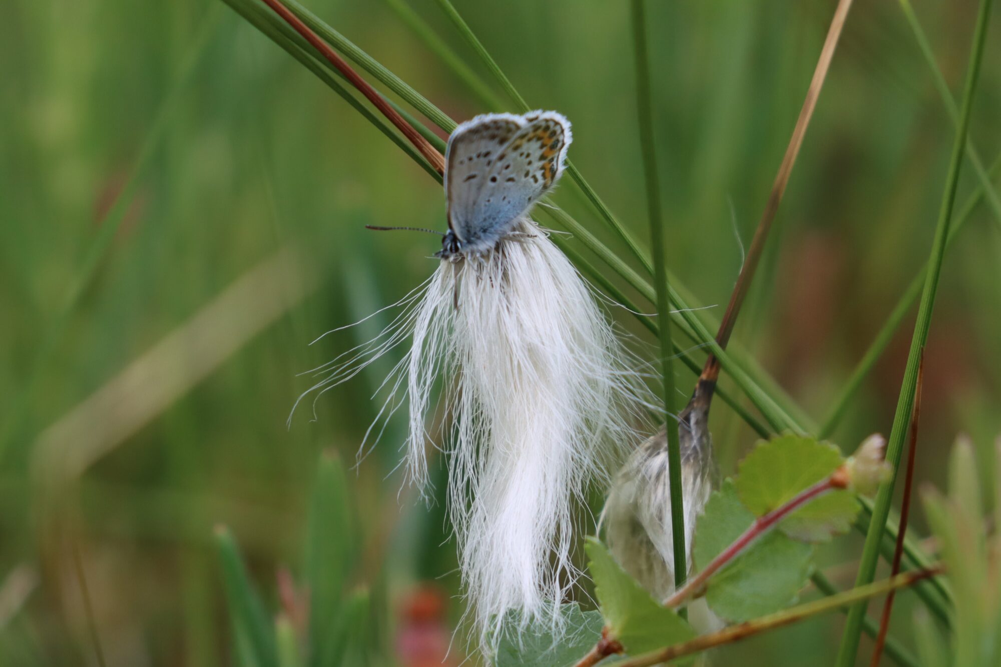 Valokuvaaja: Susanna Hannula