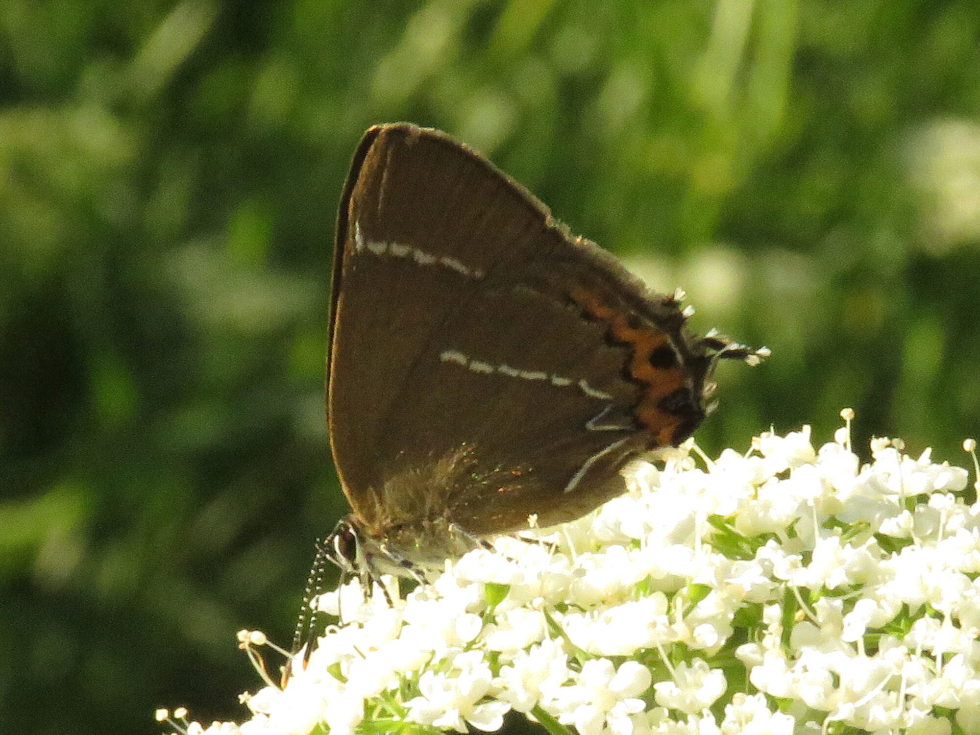 Valokuvaaja: Liisa Johansson Valokuvaaja: Liisa Johansson