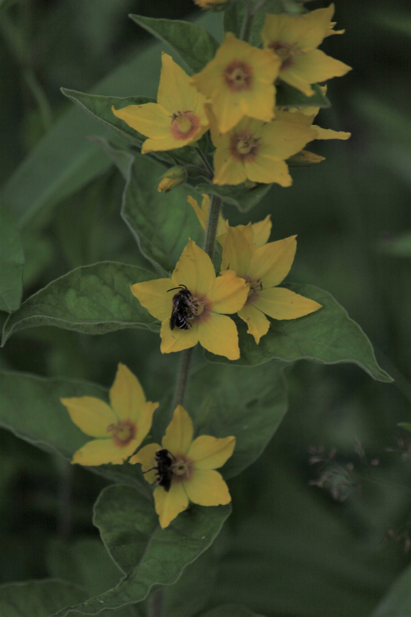 Valokuvaaja: Kaarina Heiskanen