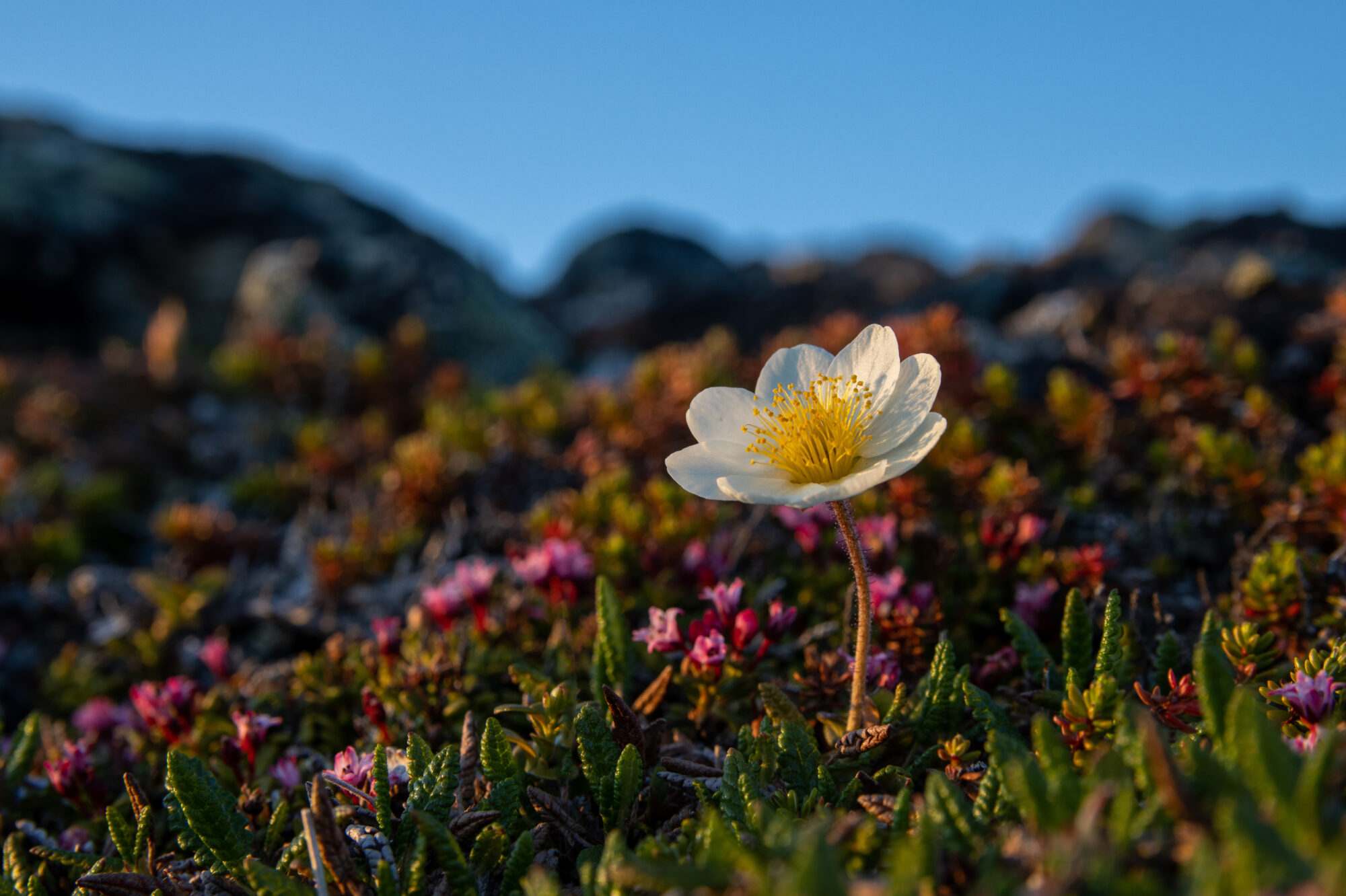 Valokuvaaja: Katri Niskanen