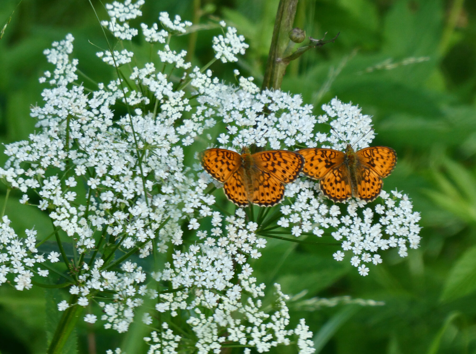 Valokuvaaja: Liisa Niiva-Korpela